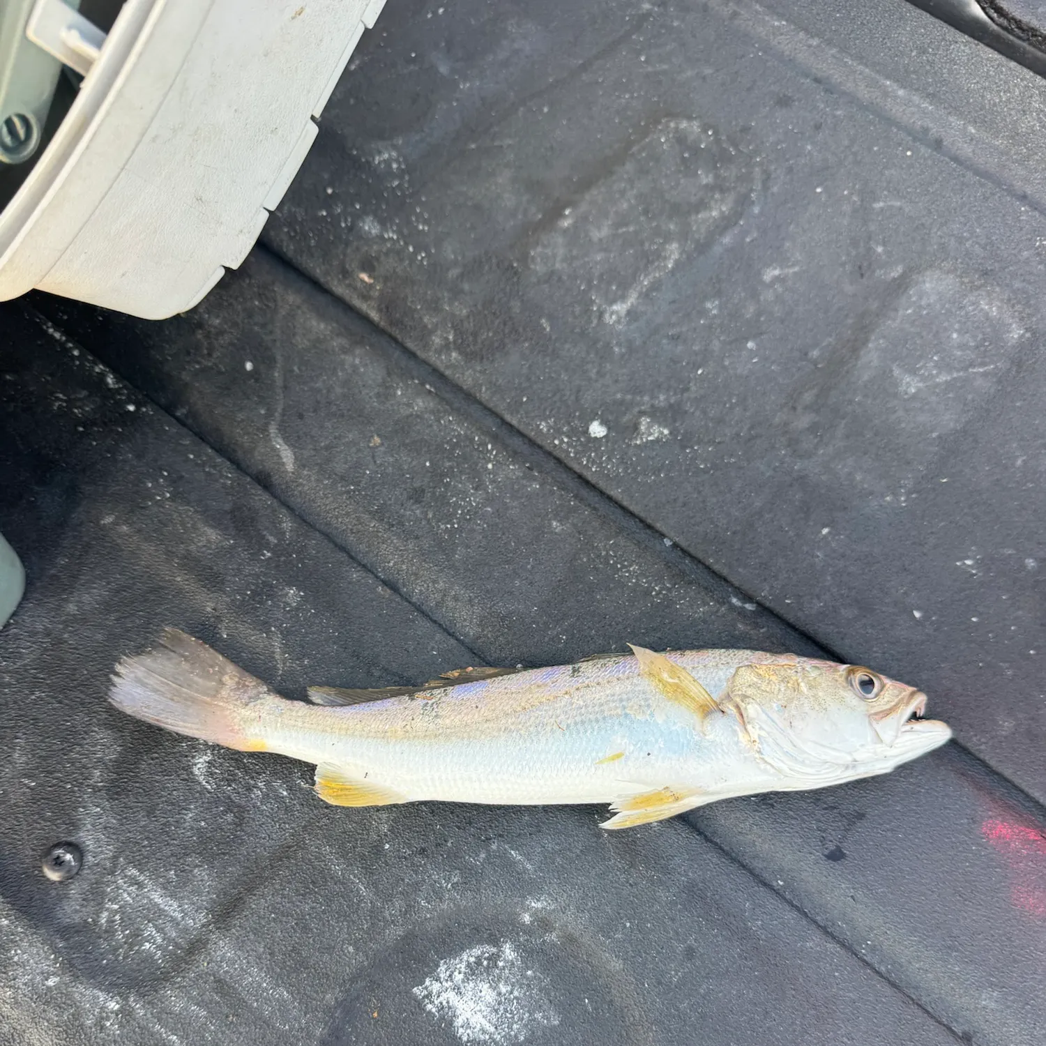 Sand seatrout caught on Fishbrain