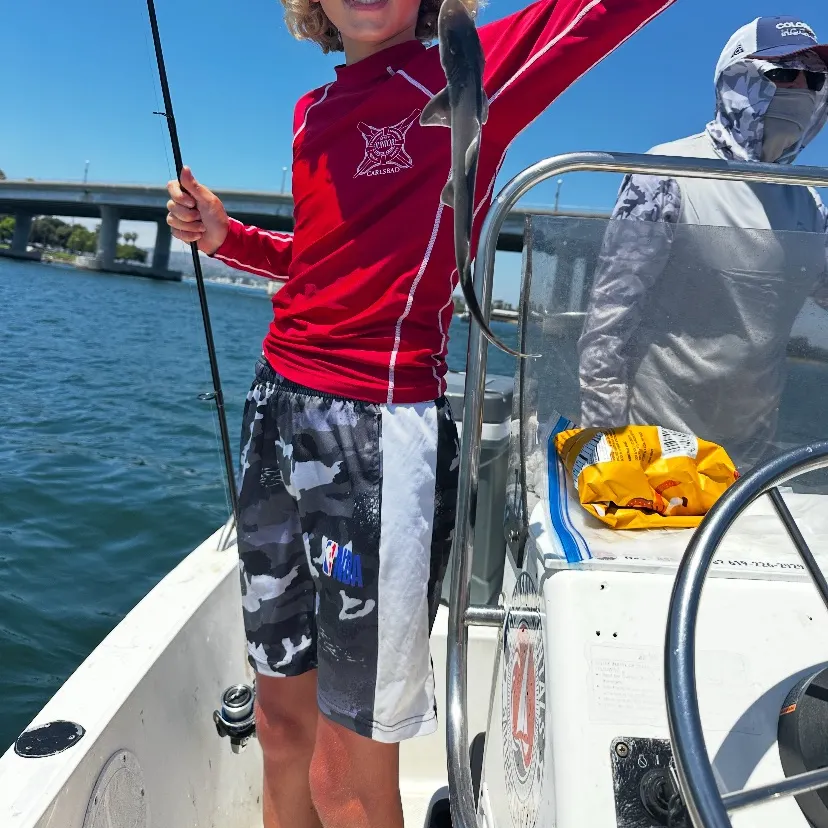 The most recent Blue shark catches on Fishbrain