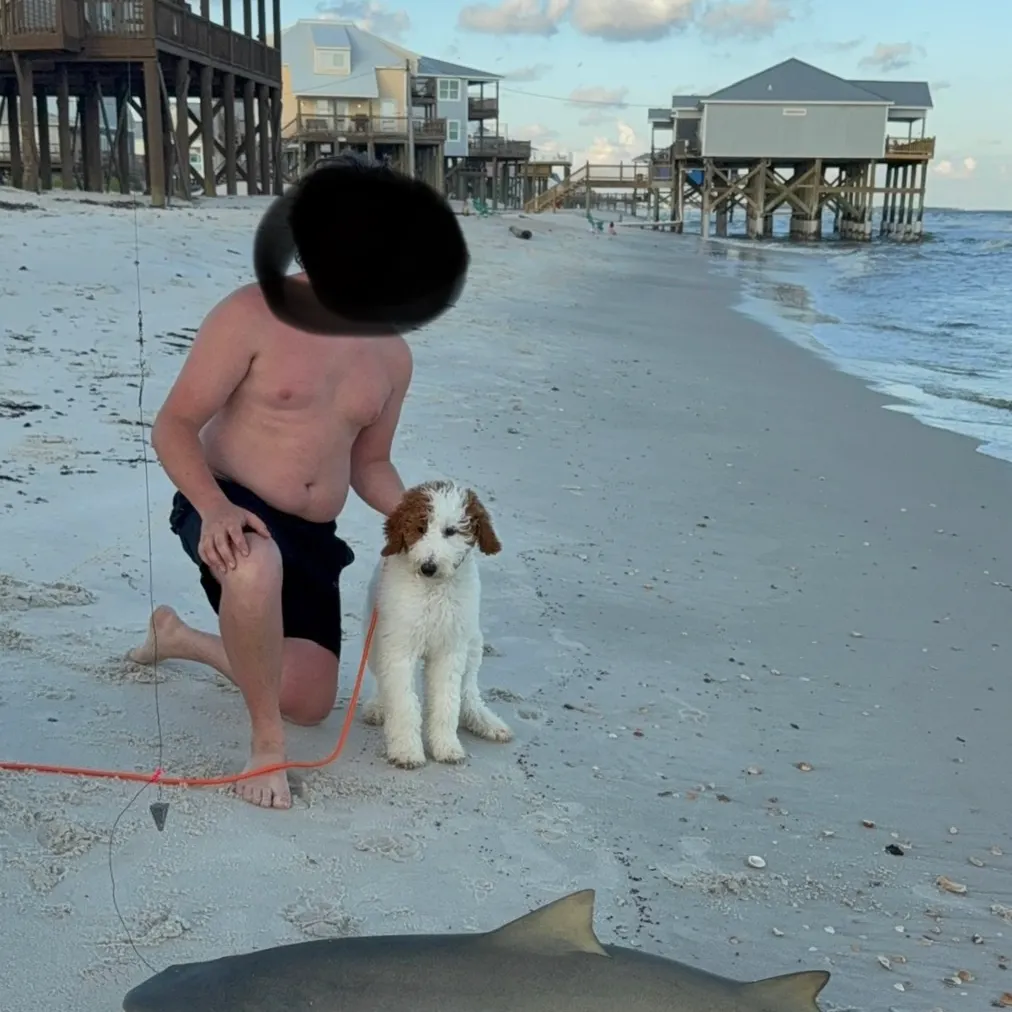 The most recent Lemon shark catches on Fishbrain