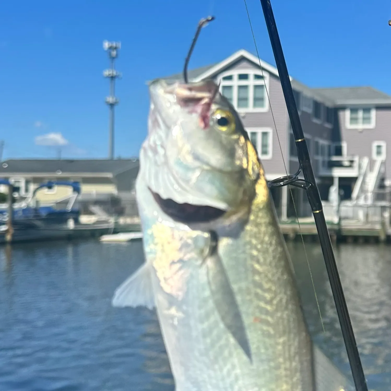 Bluefish caught on Fishbrain