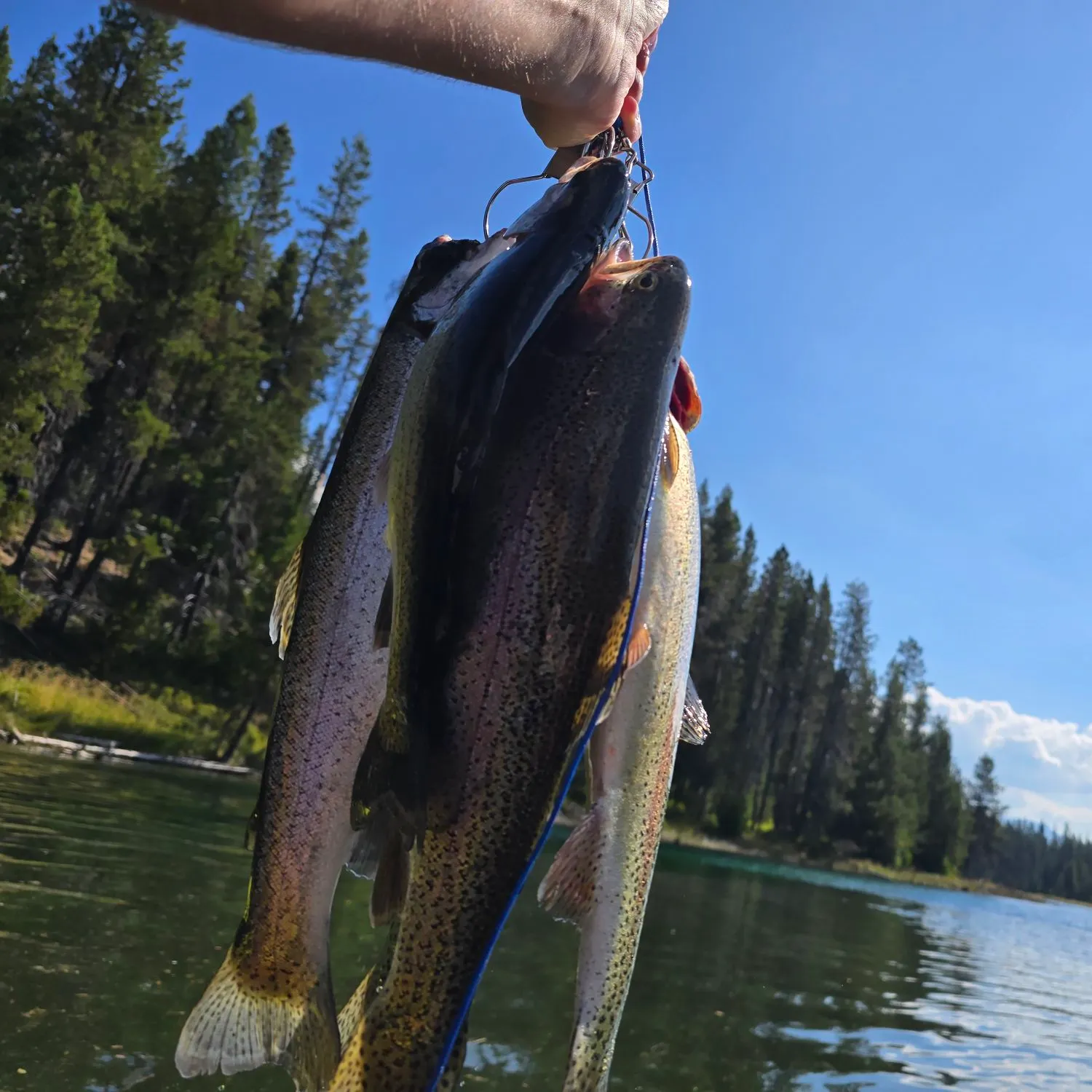 Rainbow trout caught on Fishbrain