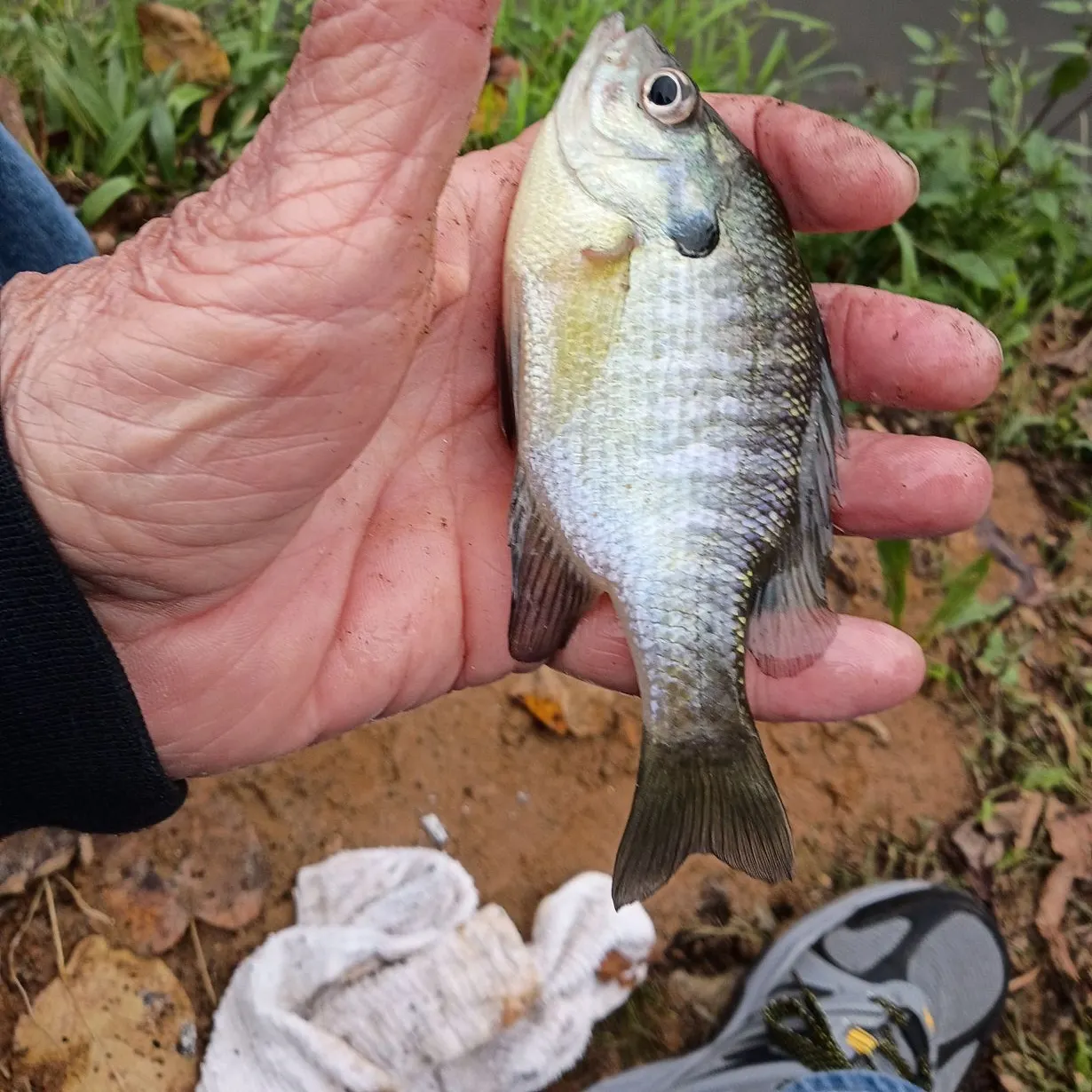 Bluegill caught on Fishbrain
