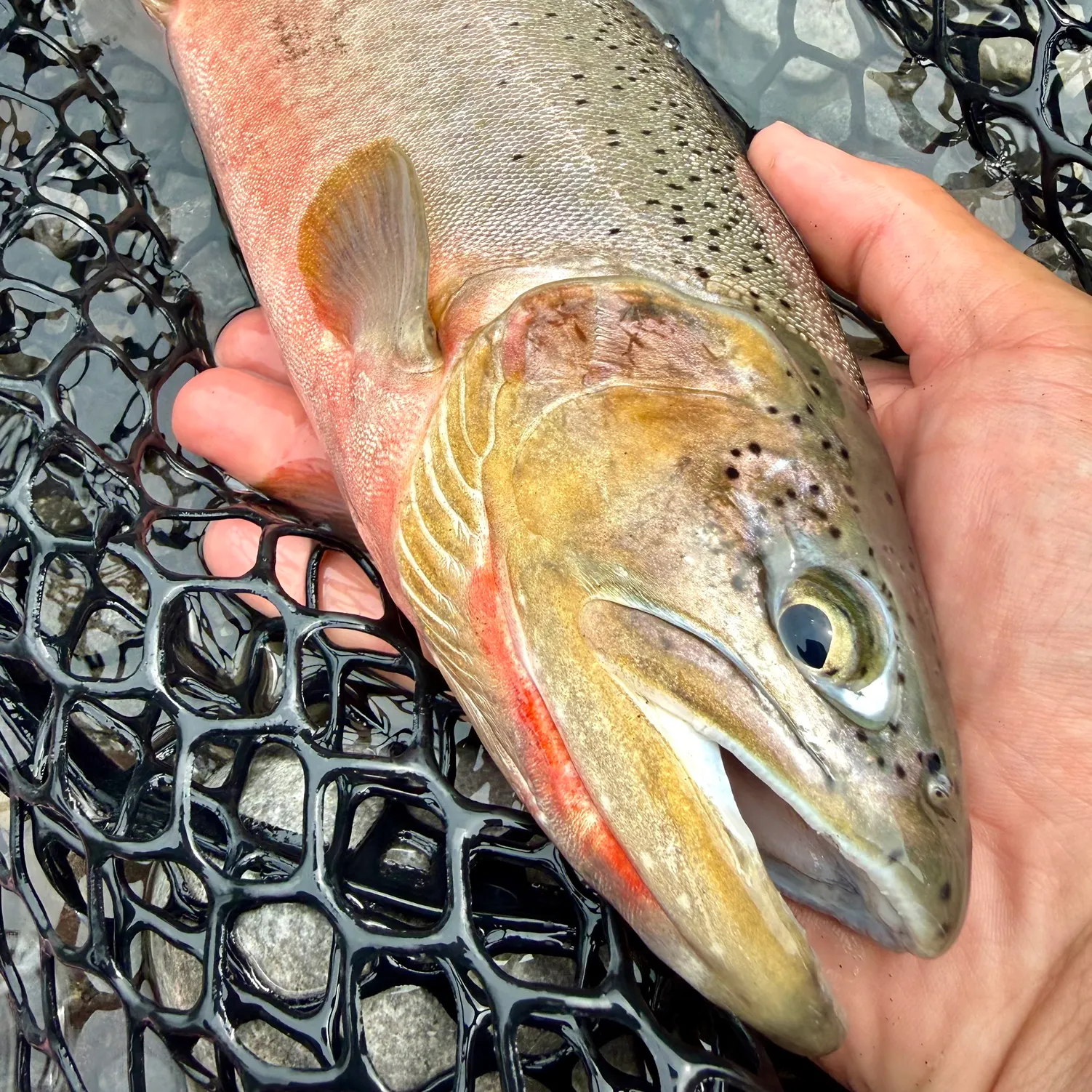 The most recent Westlope cutthroat trout catches on Fishbrain