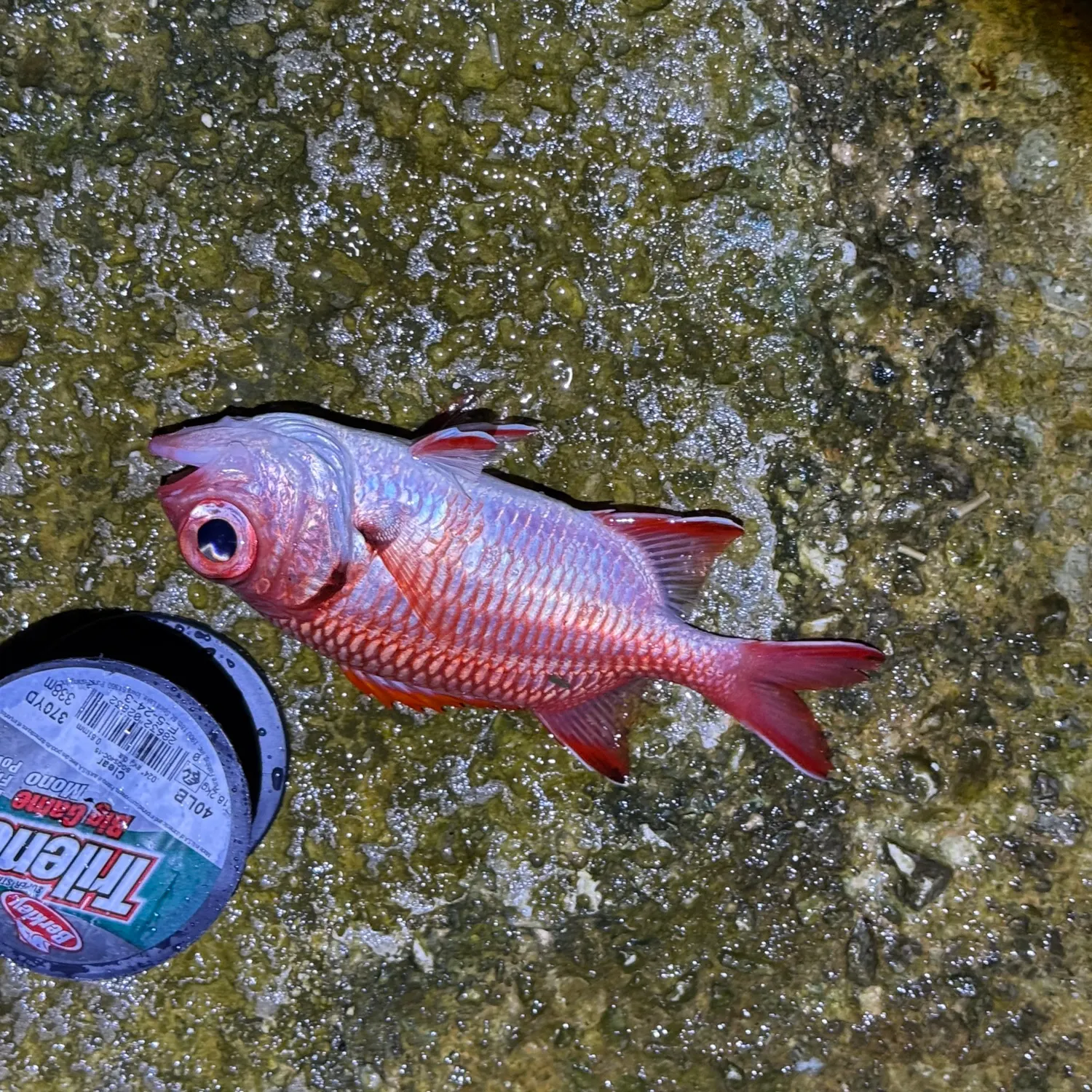The most recent Blotcheye soldierfish catches on Fishbrain