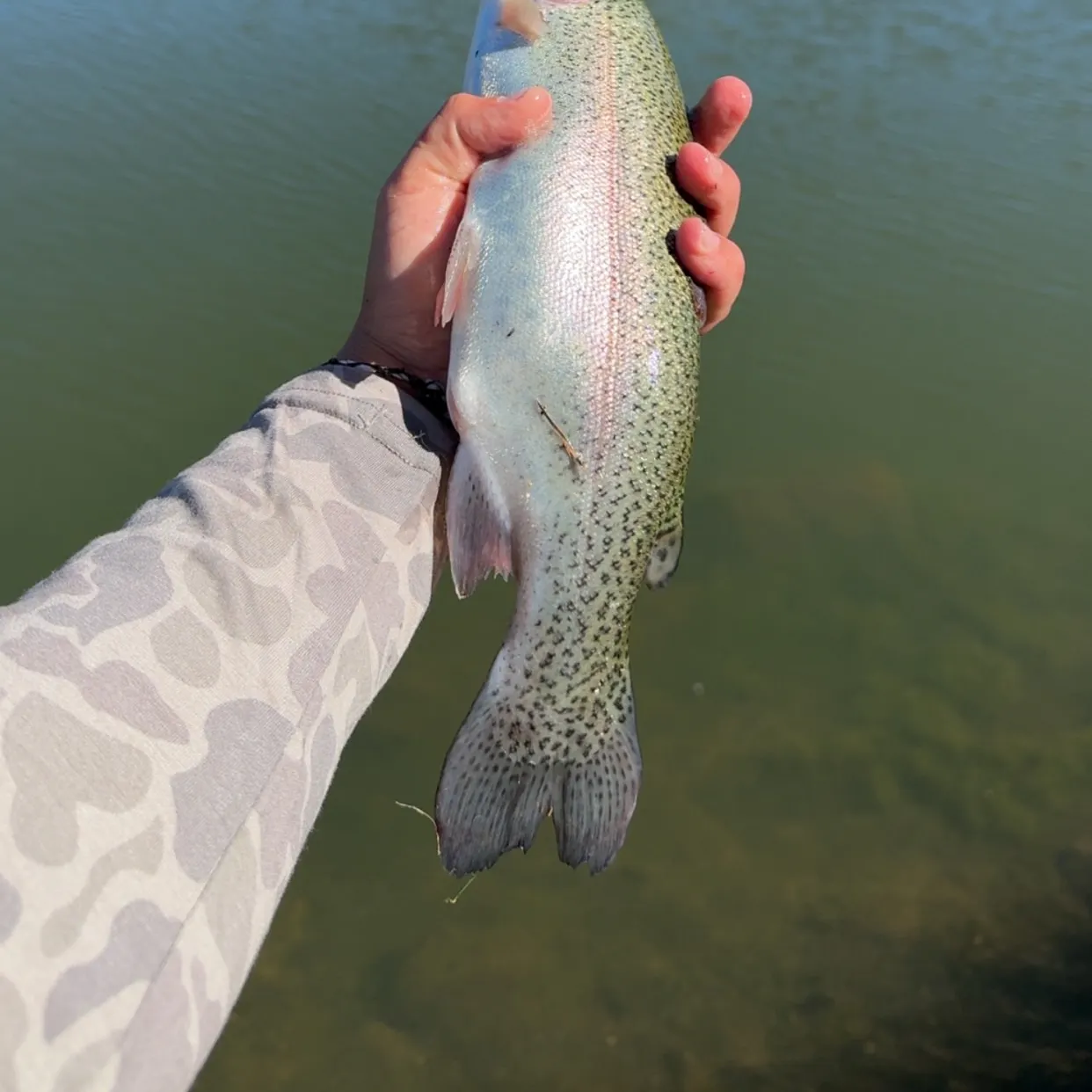 Rainbow trout caught on Fishbrain