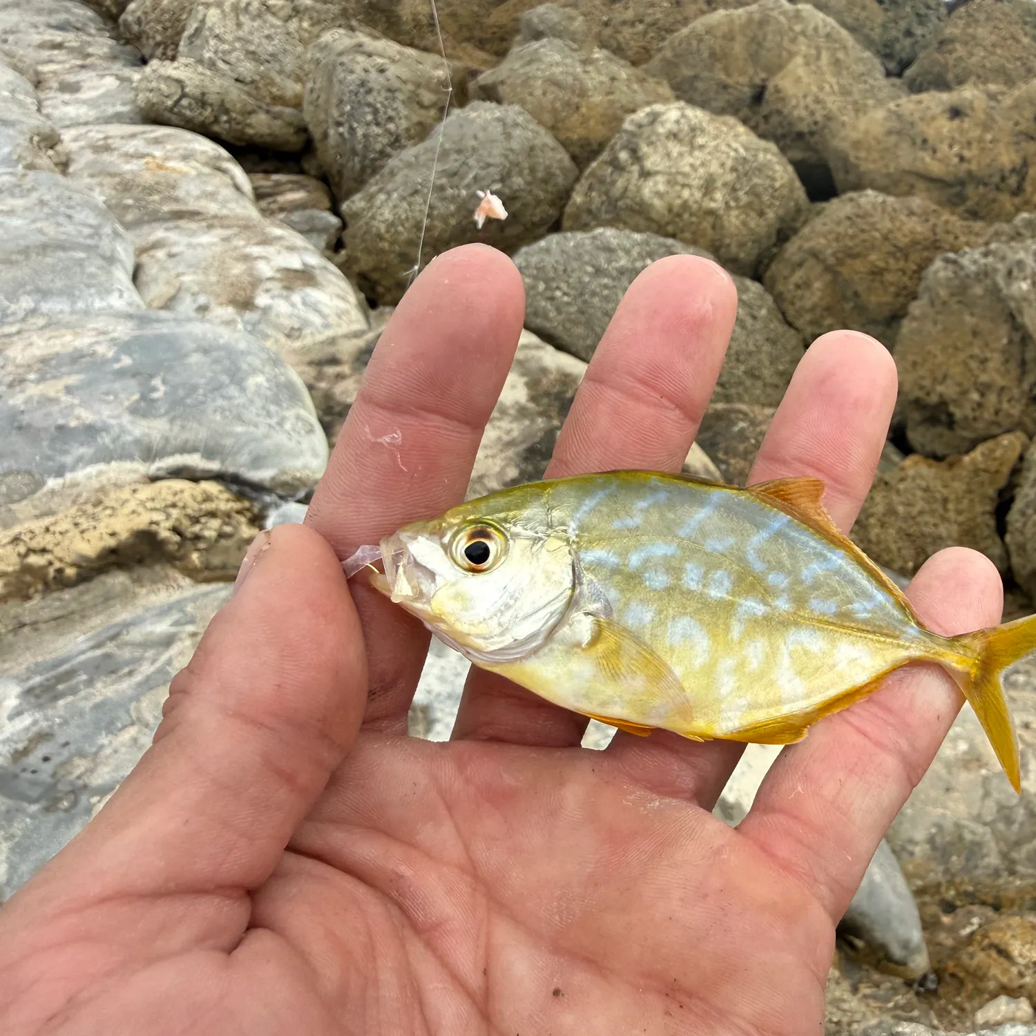 The most recent Yellow jack catches on Fishbrain