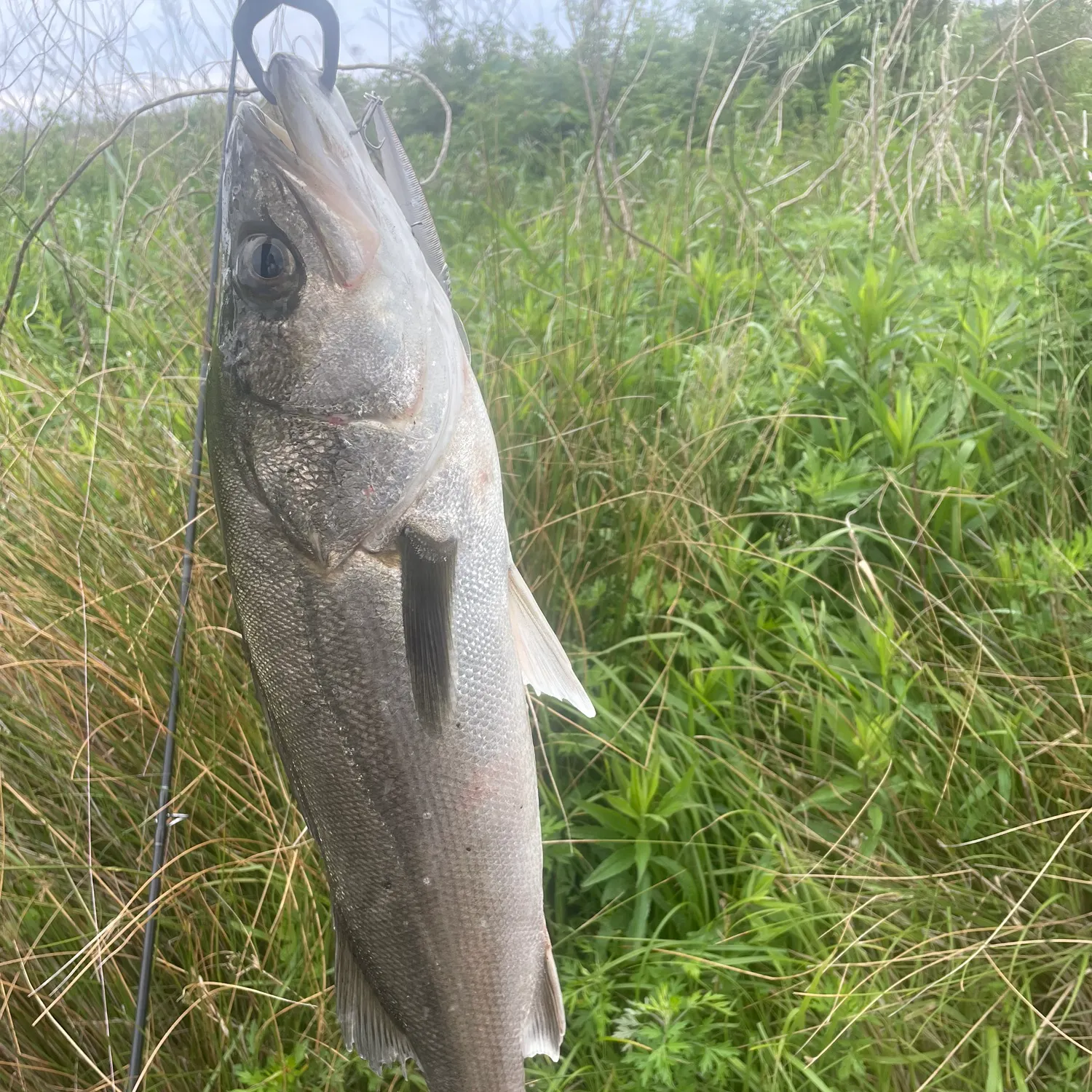The most recent Japanese seabass catches on Fishbrain