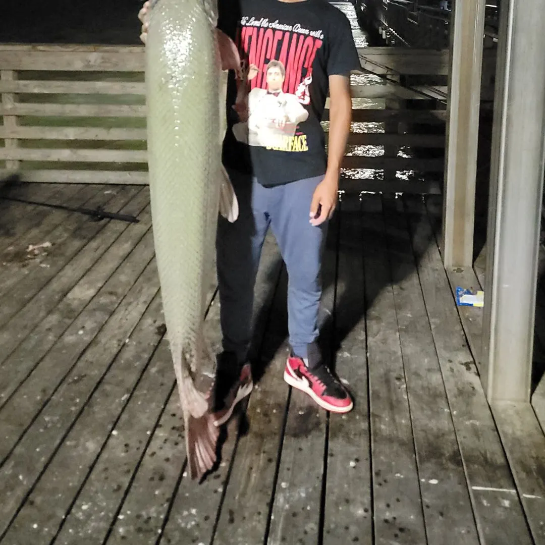 The most recent Alligator gar catches on Fishbrain