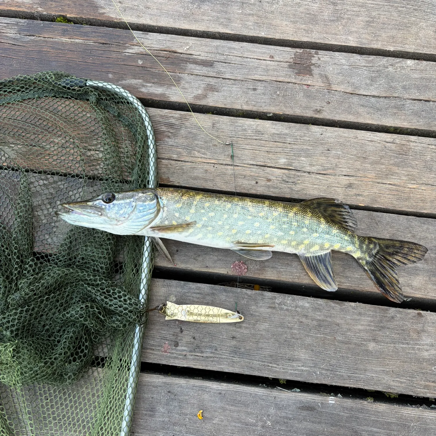recently logged catches