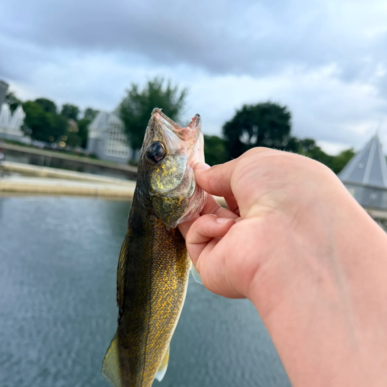 catch