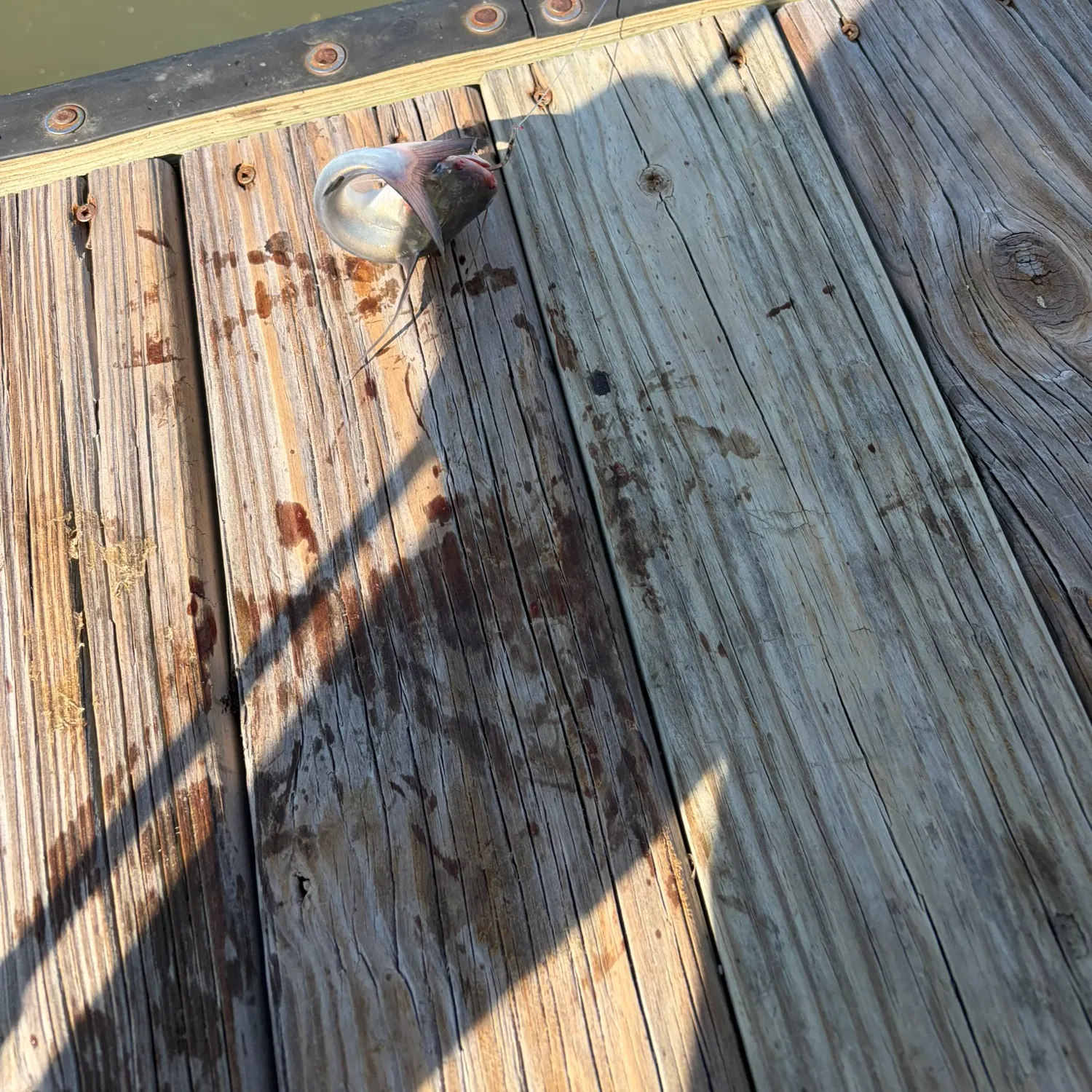 Gafftopsail sea catfish caught on Fishbrain