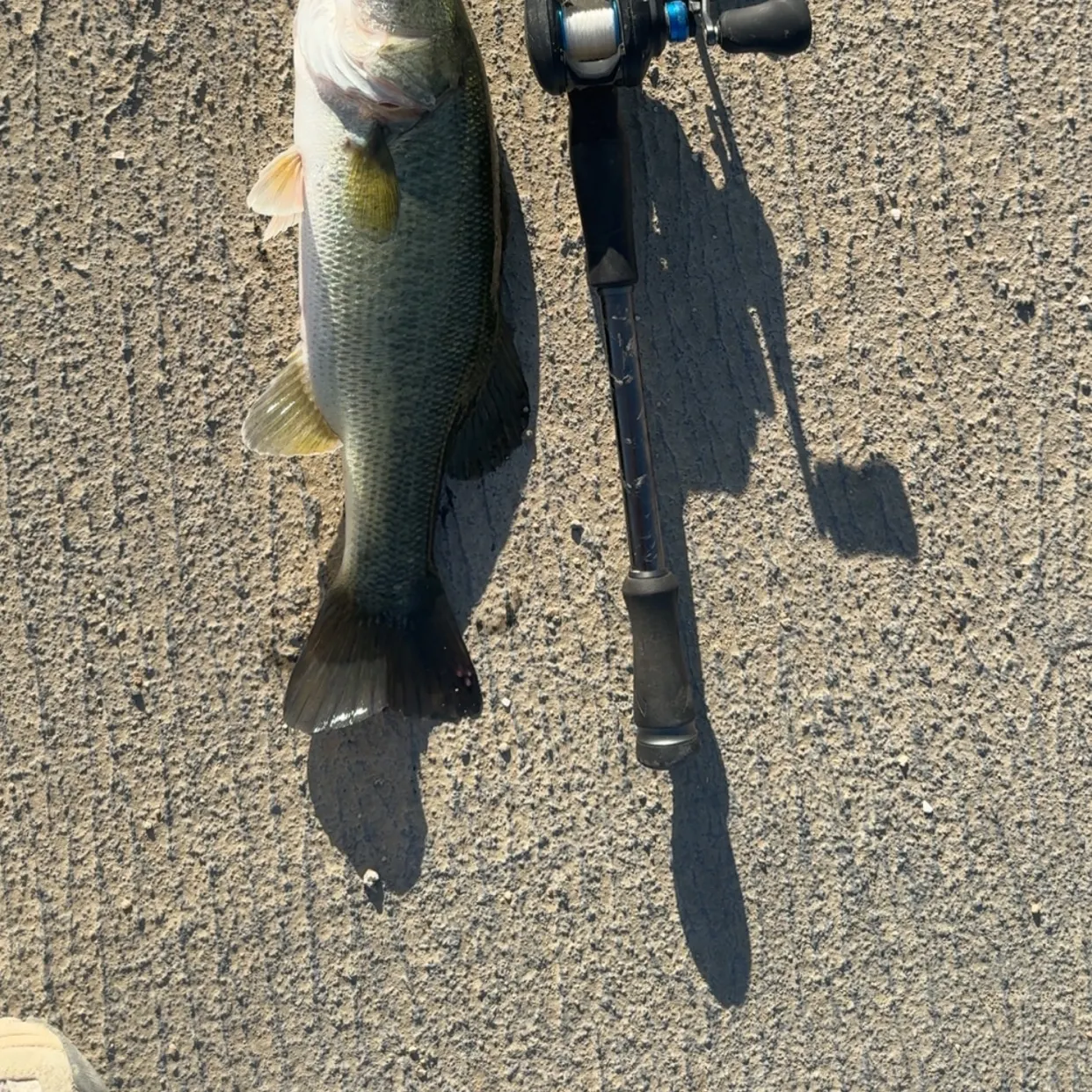 Fish caught on Fishbrain