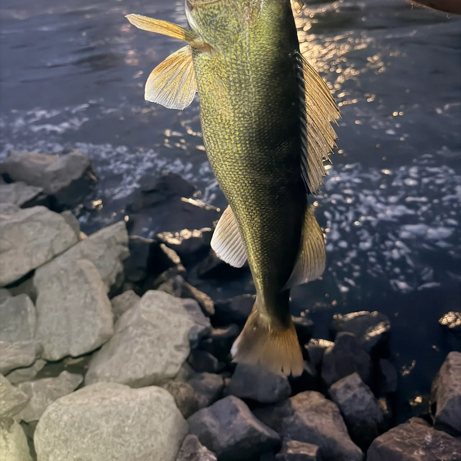 Walleye caught on Fishbrain