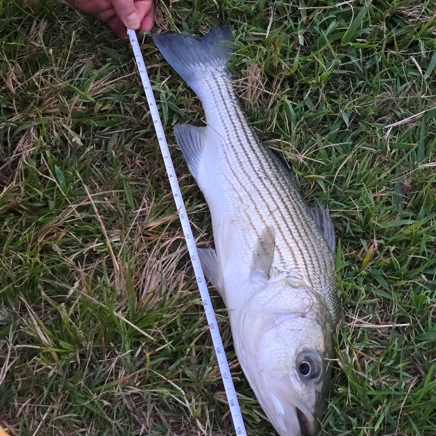 Striped bass caught on Fishbrain