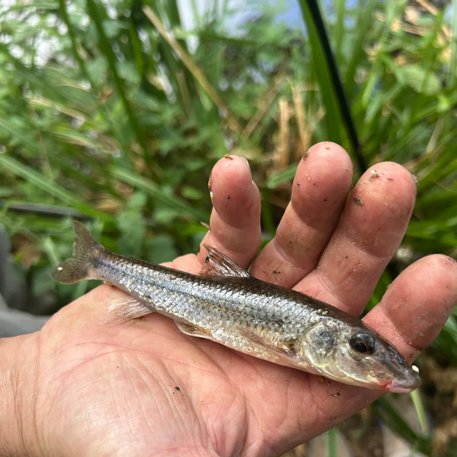 The most recent Gudgeon catches on Fishbrain
