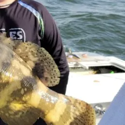 most liked catch image