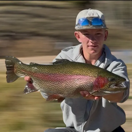 Rainbow trout caught on Fishbrain