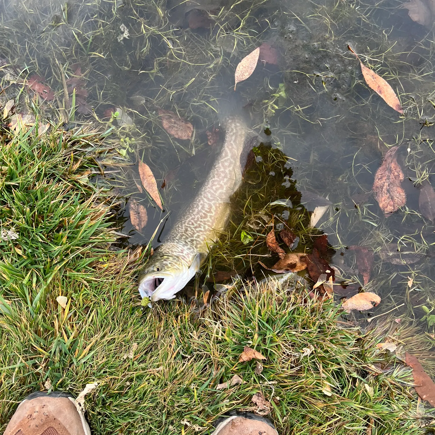 The most recent Tiger trout catches on Fishbrain