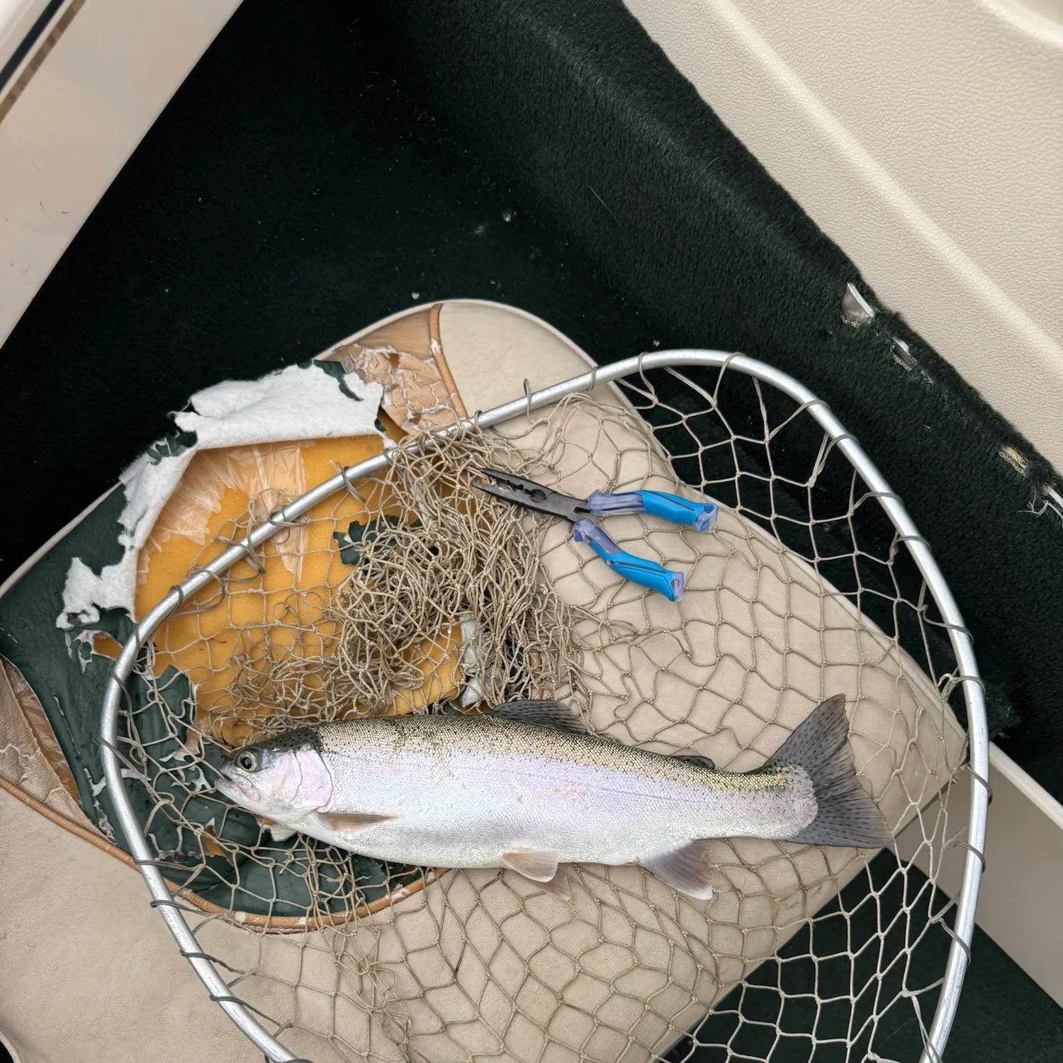 Rainbow trout caught on Fishbrain