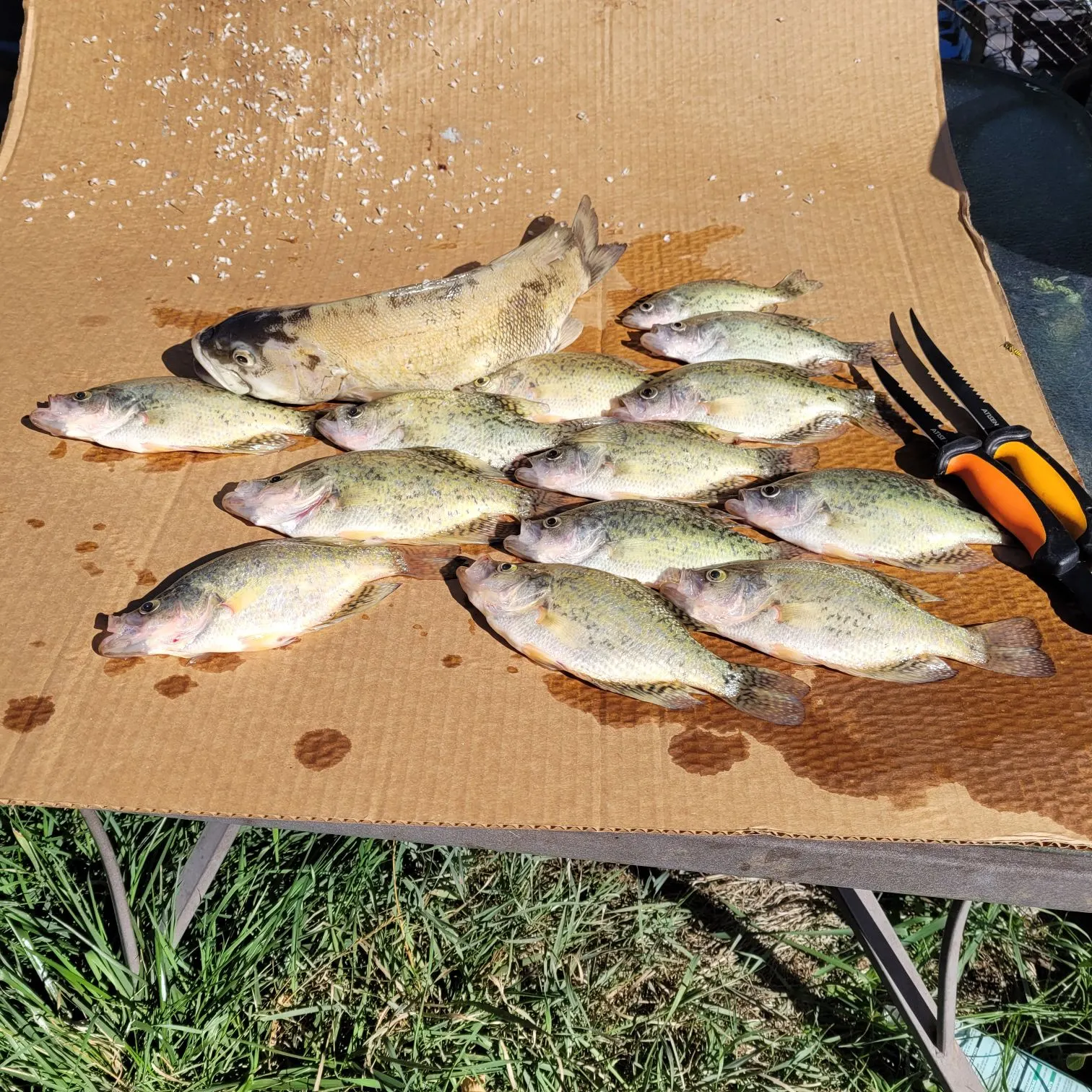 Black crappie caught on Fishbrain