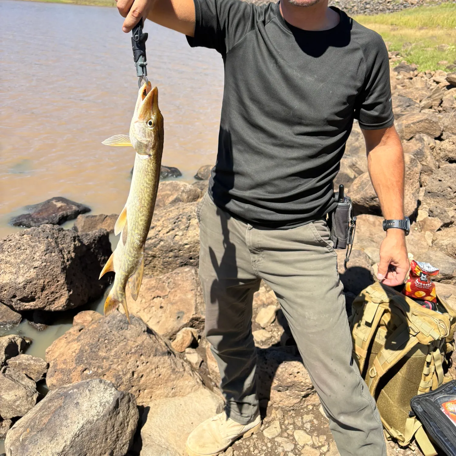 Northern pike caught on Fishbrain