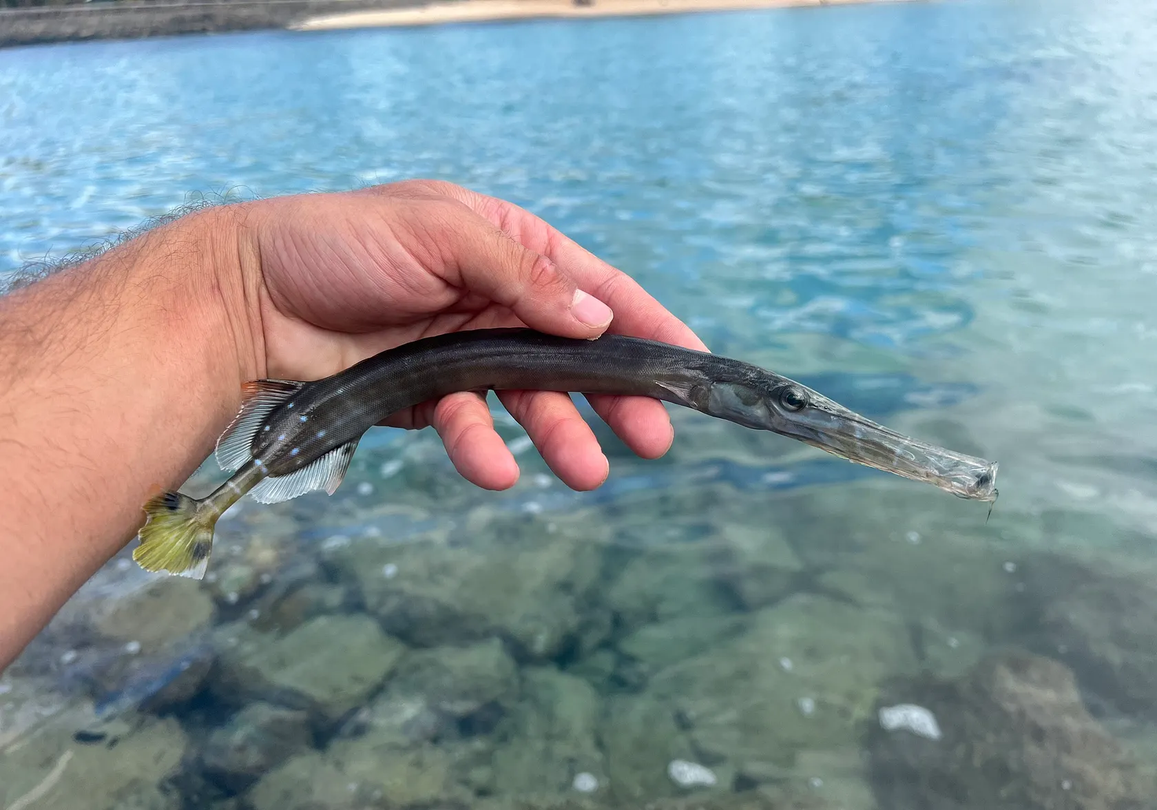 Chinese trumpetfish