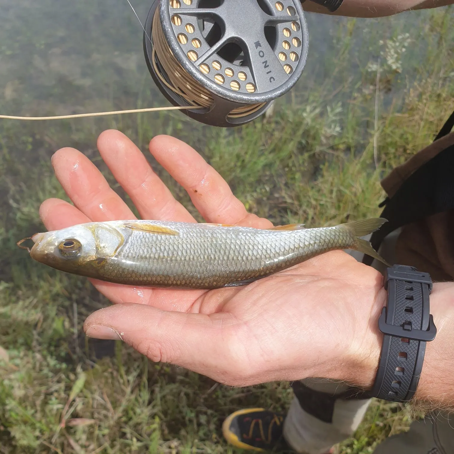 Common roach caught on Fishbrain