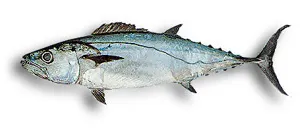 Plain bonito