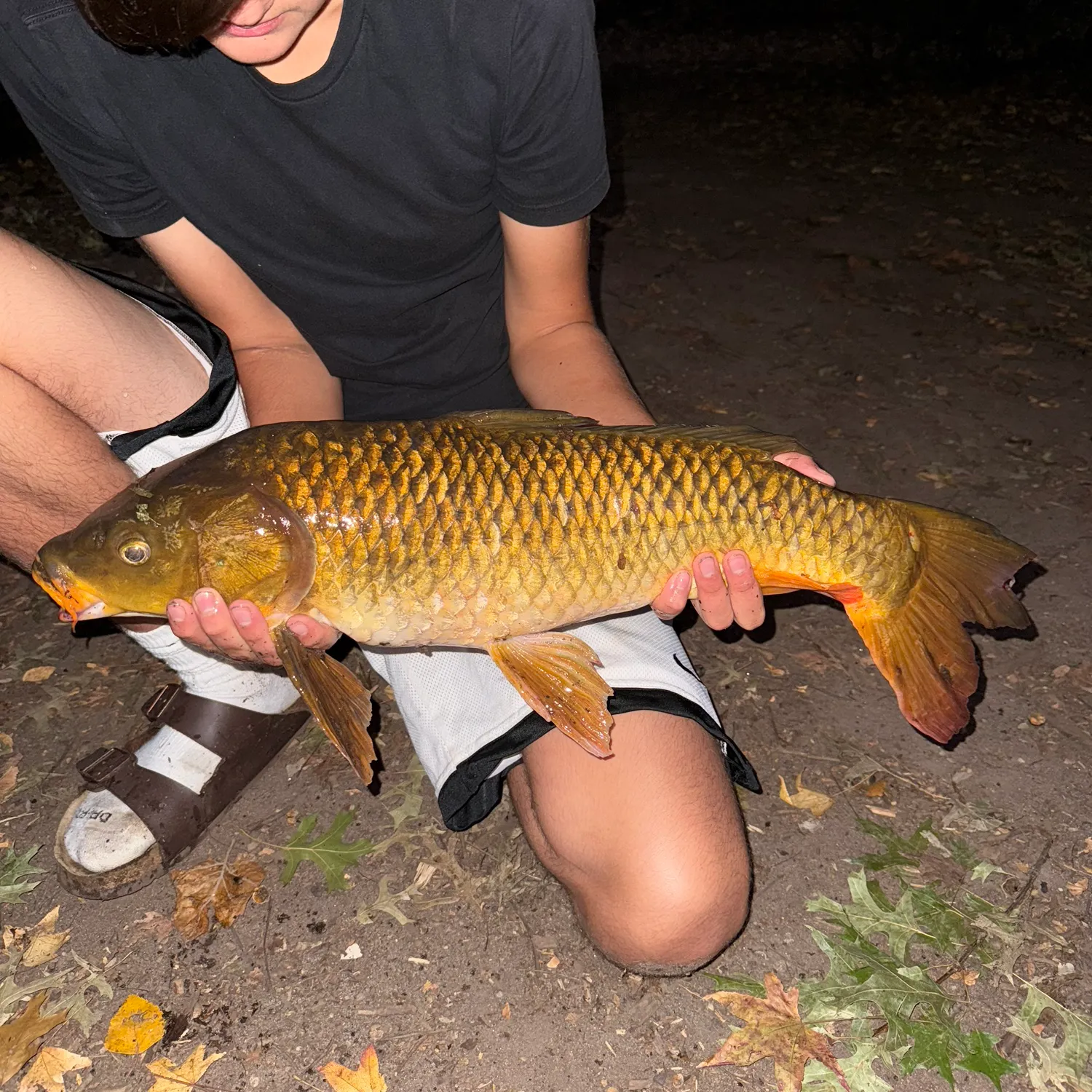 Koi x common carp caught on Fishbrain