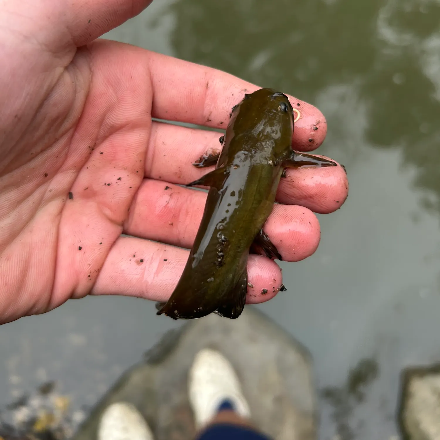 Yellow bullhead caught on Fishbrain