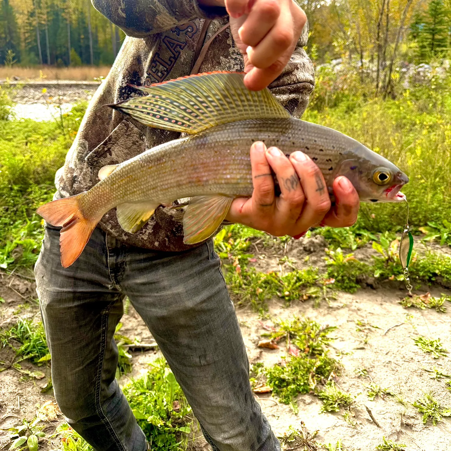 The most recent Arctic grayling catches on Fishbrain