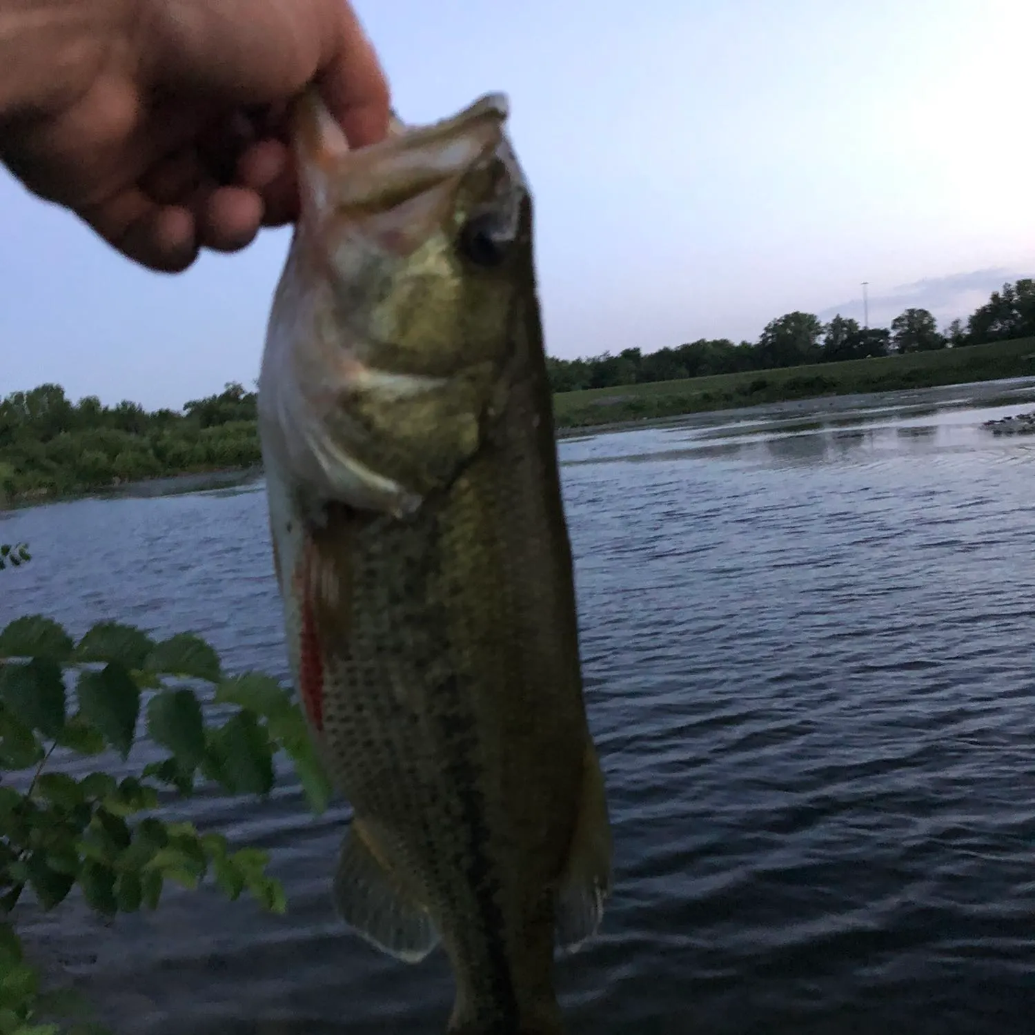 Fish caught on Fishbrain