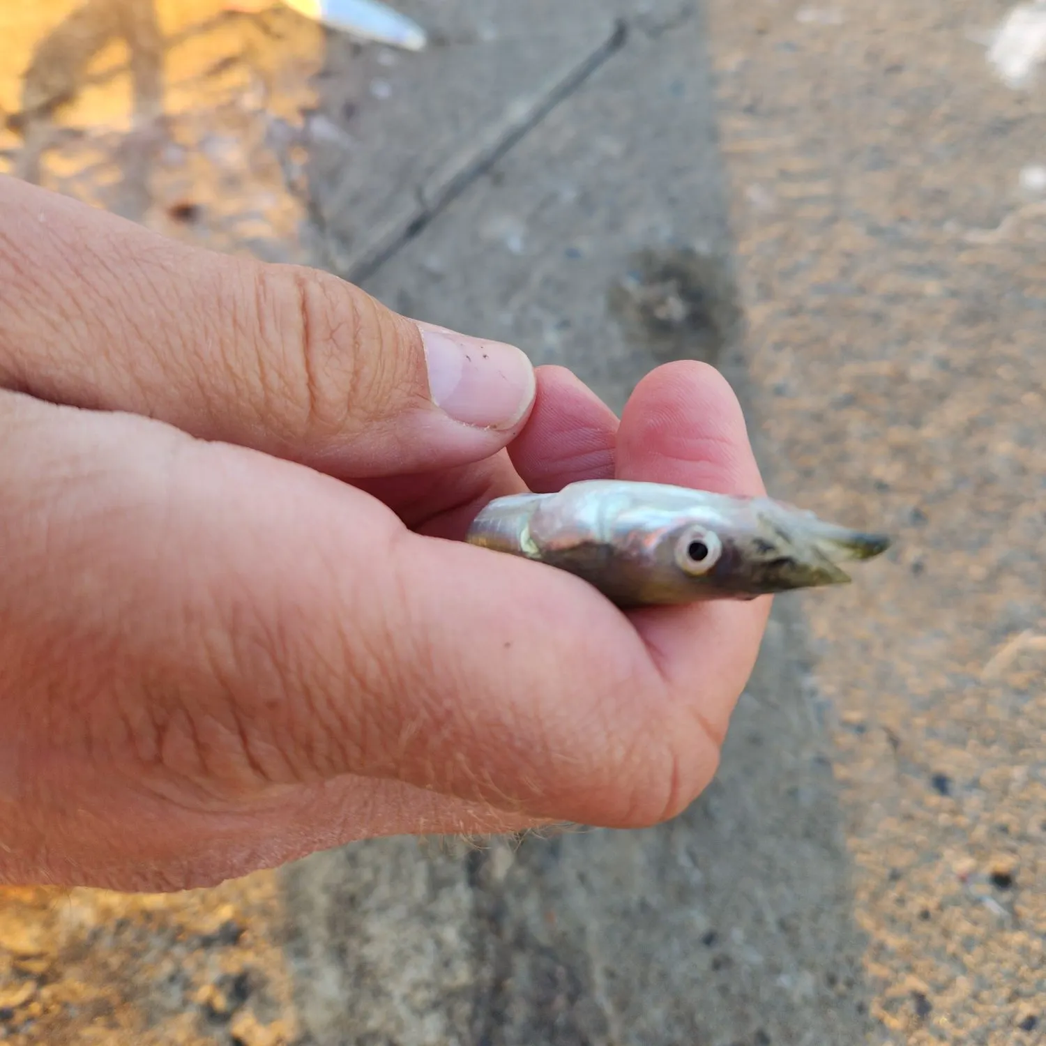 Fish caught on Fishbrain