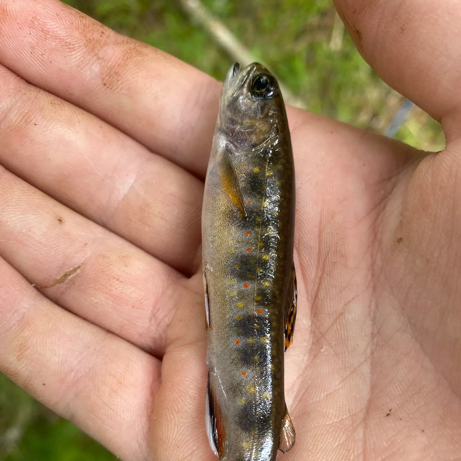 Brook trout caught on Fishbrain