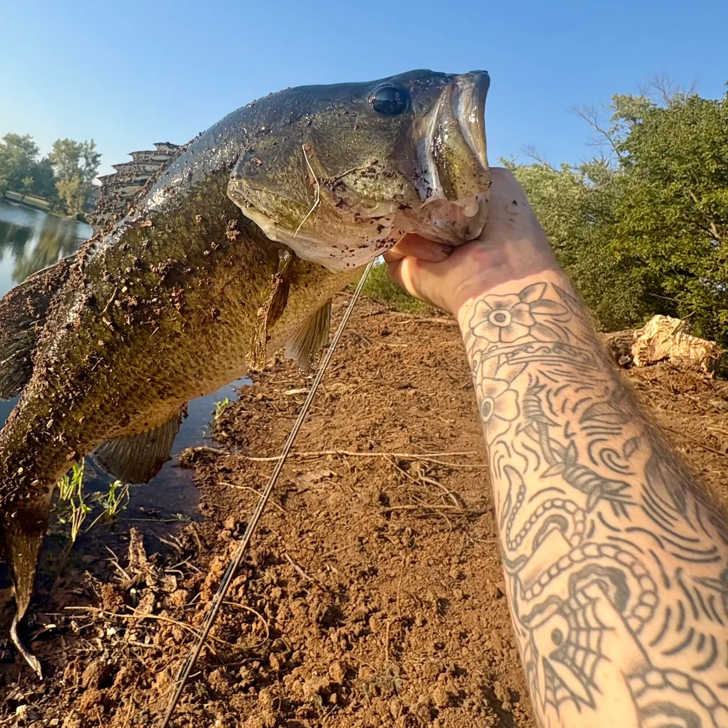 Largemouth bass caught on Fishbrain
