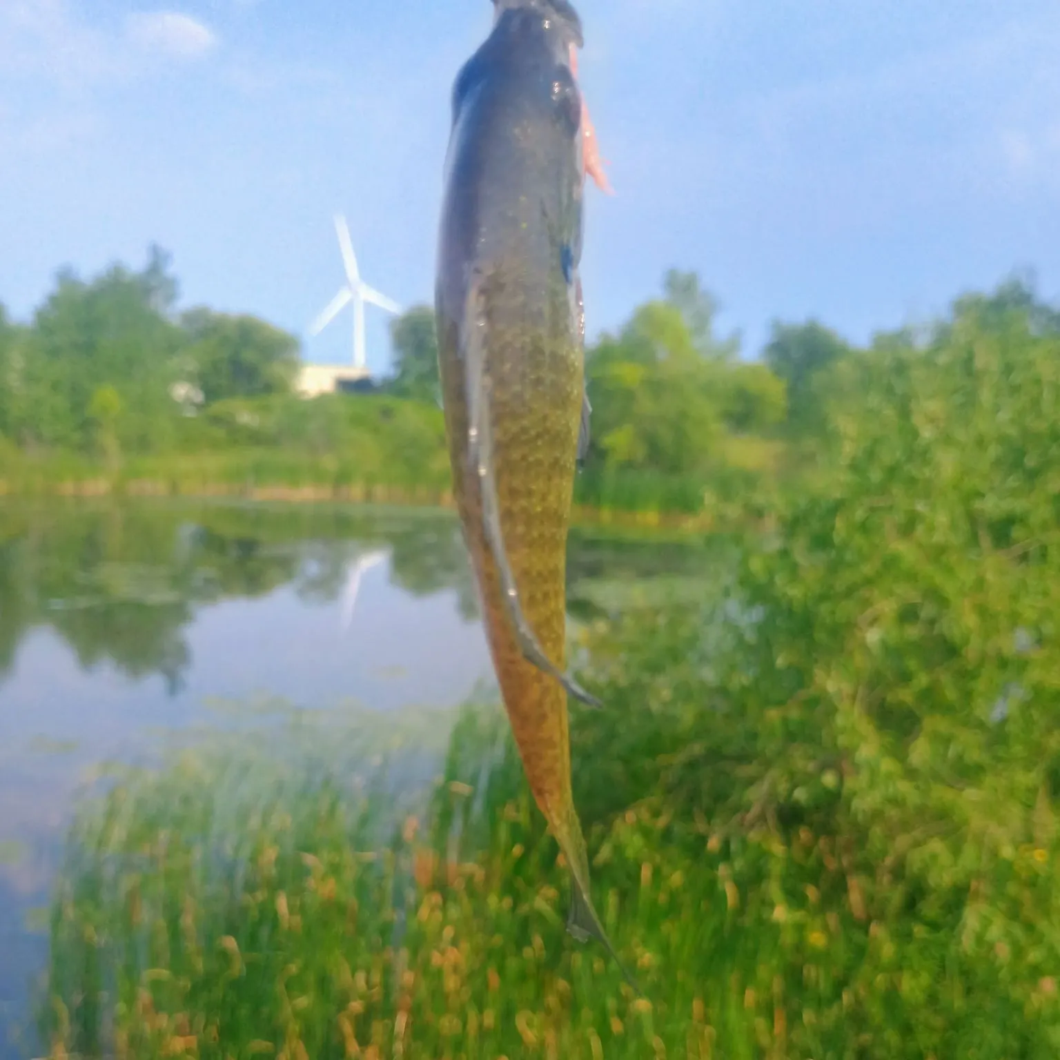 Bluegill caught on Fishbrain
