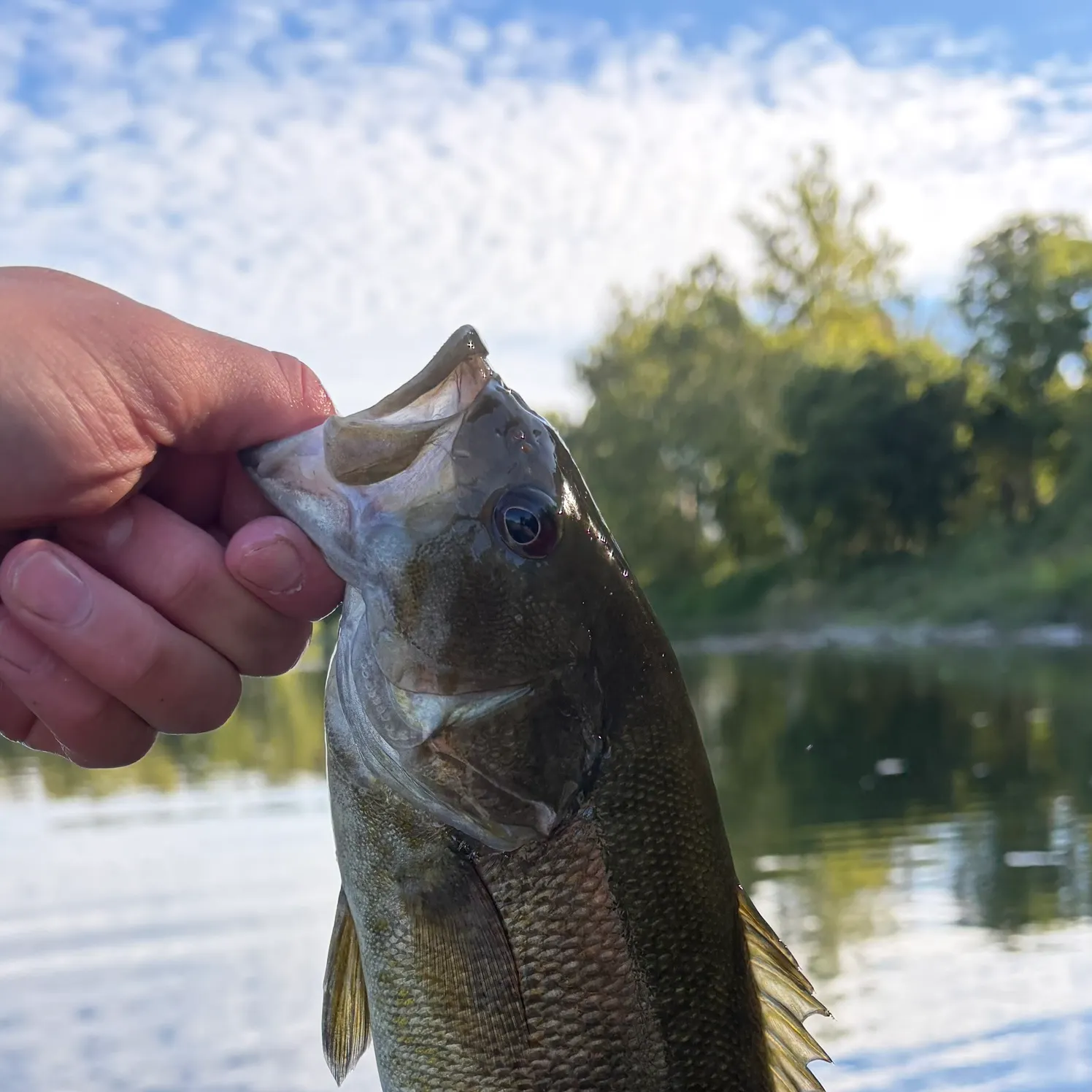 Smallmouth bass caught on Fishbrain