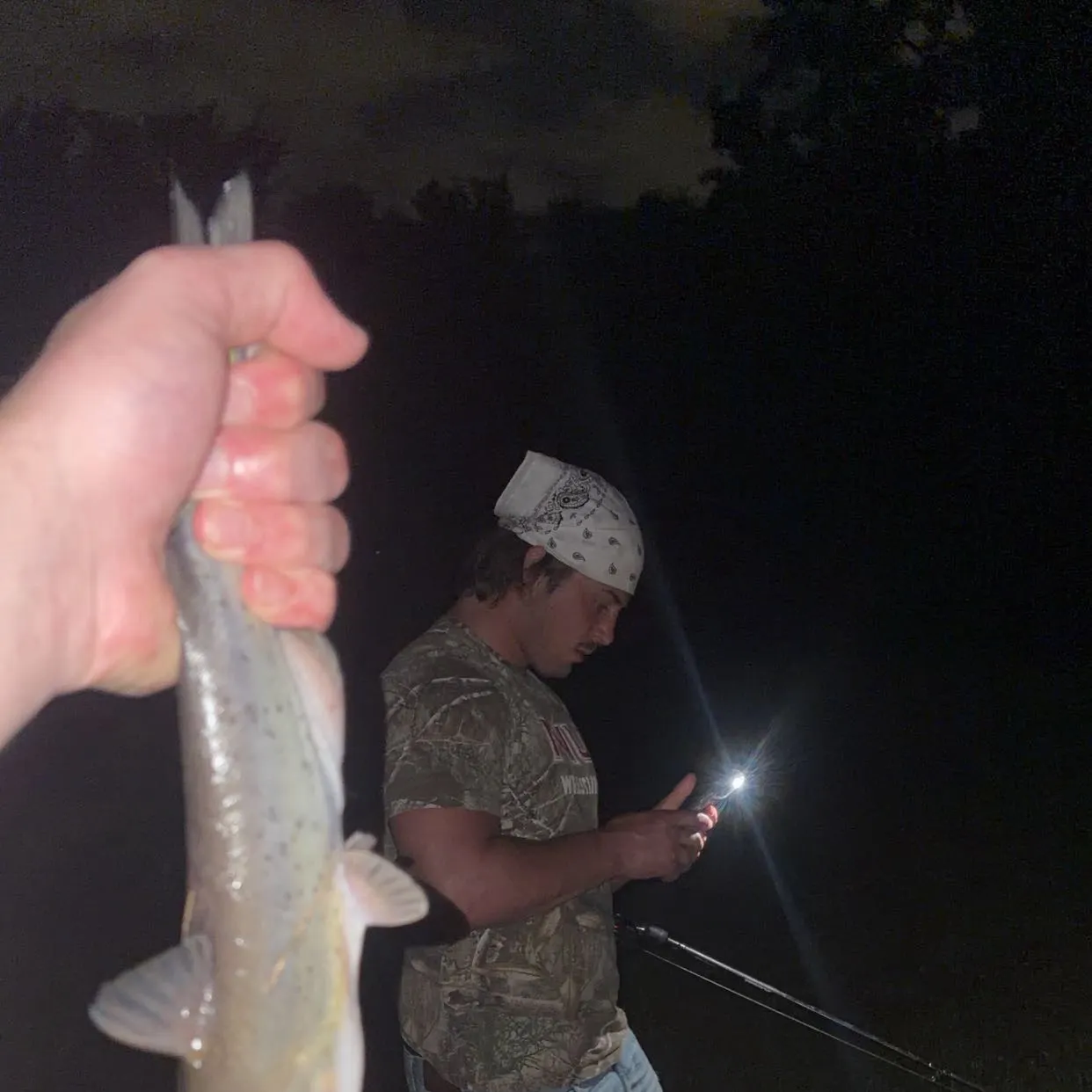 Channel catfish caught on Fishbrain