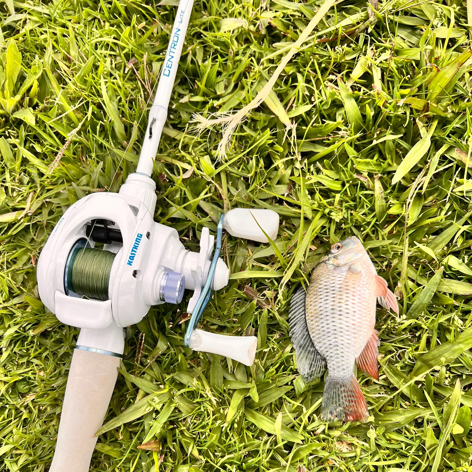 The most recent Redbreast tilapia catches on Fishbrain