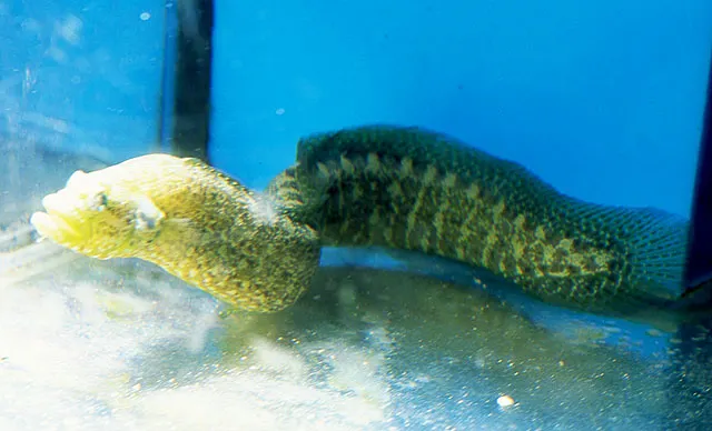 Carpet eel-blenny