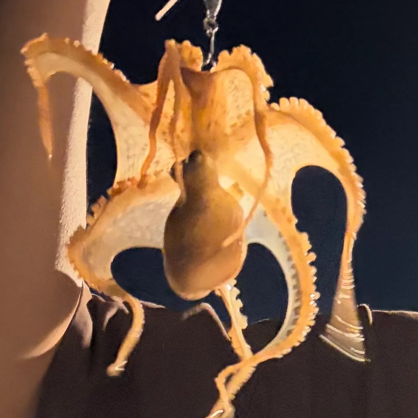 The most recent Common octopus catches on Fishbrain