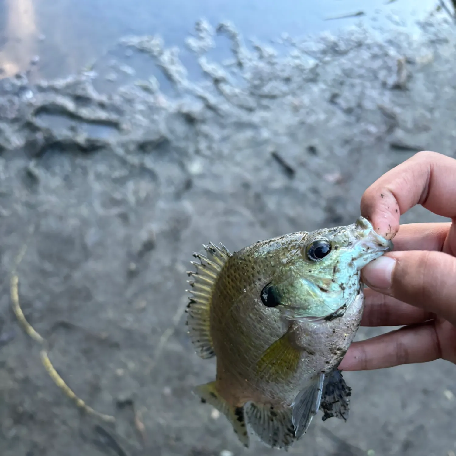 Bluegill caught on Fishbrain