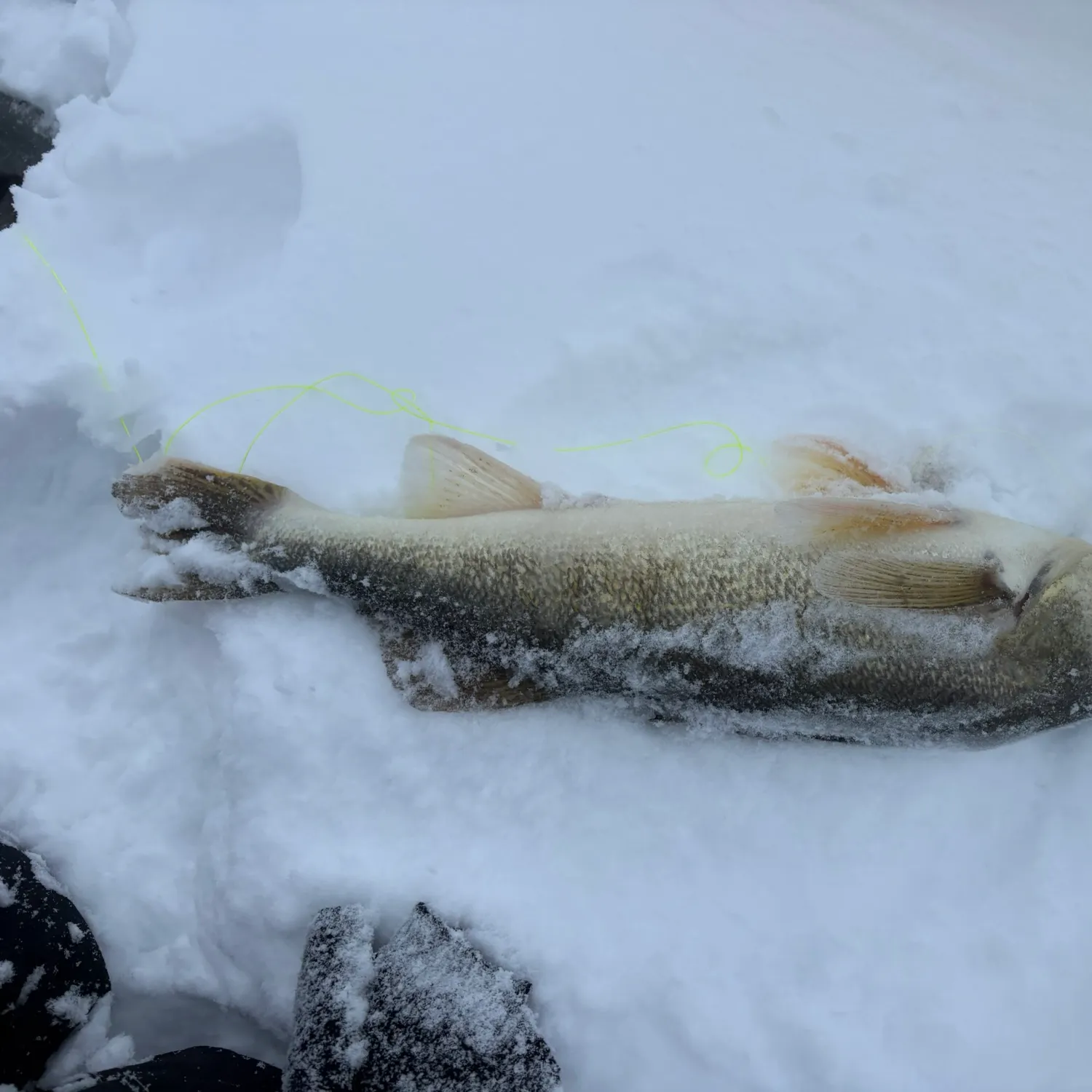 The most recent Walleye catches on Fishbrain