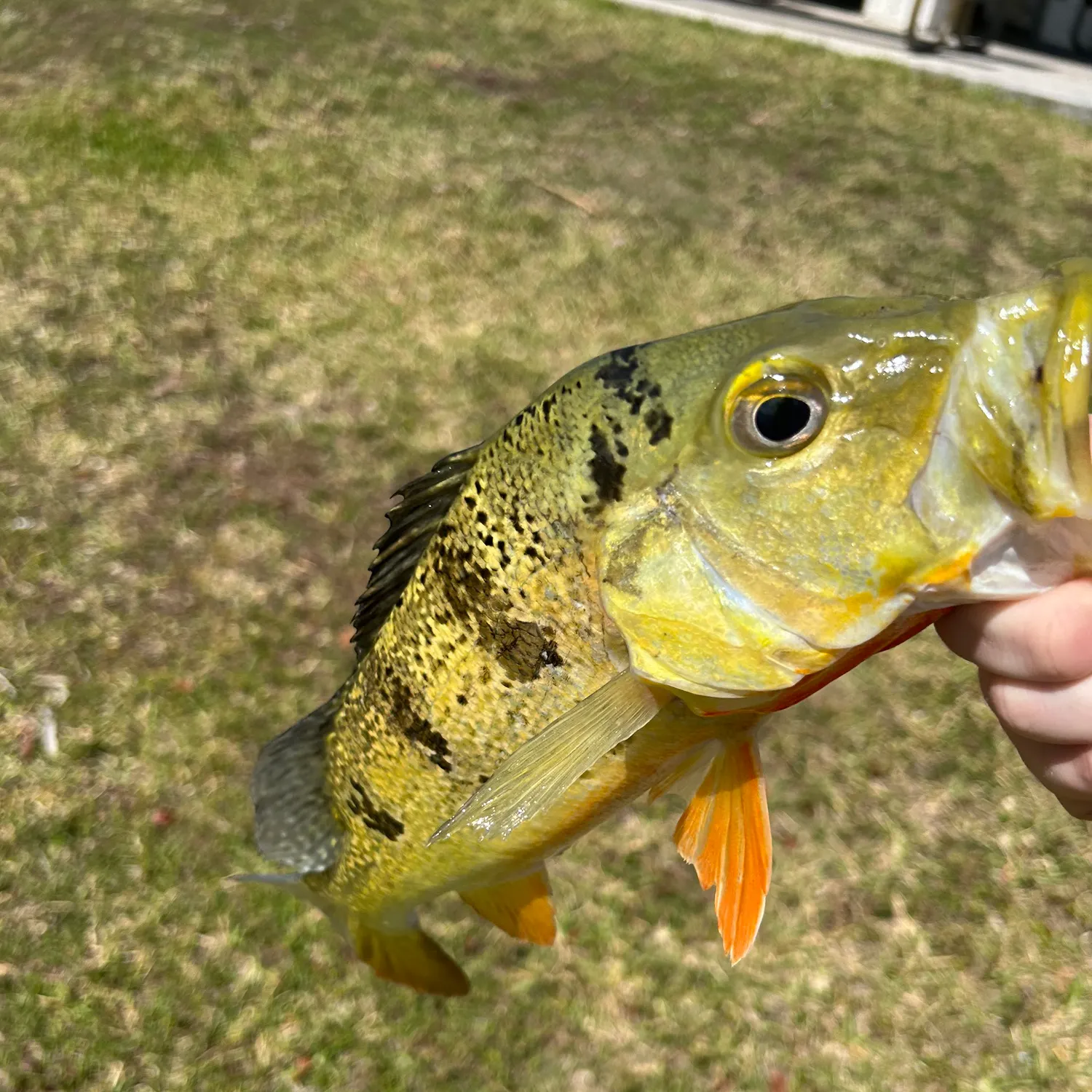 The most recent Butterfly peacock bass catches on Fishbrain