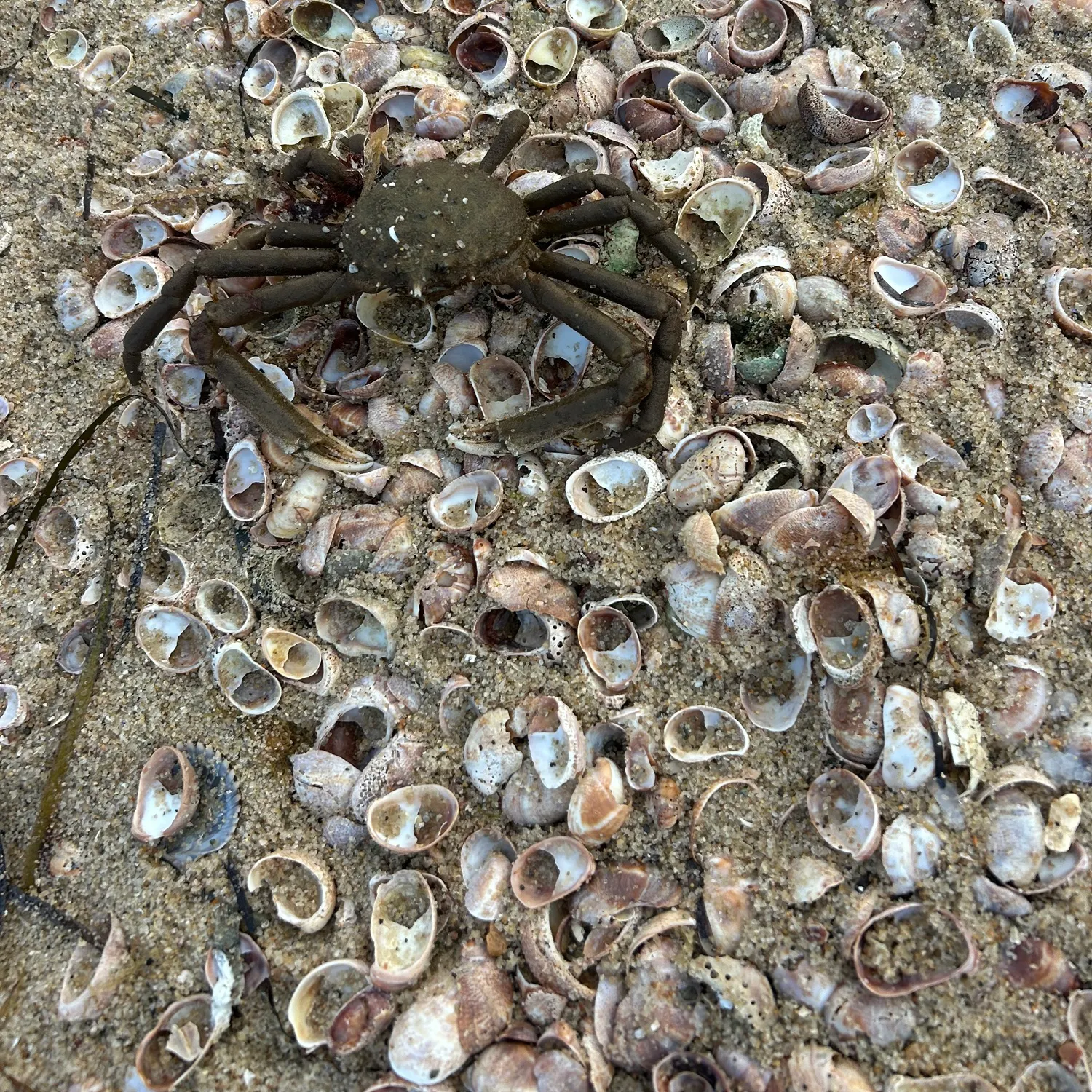 The most recent European spider crab catches on Fishbrain