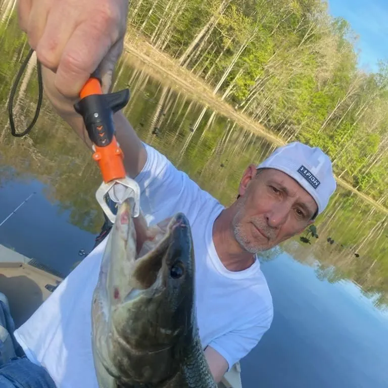 Eyetail bowfin caught on Fishbrain