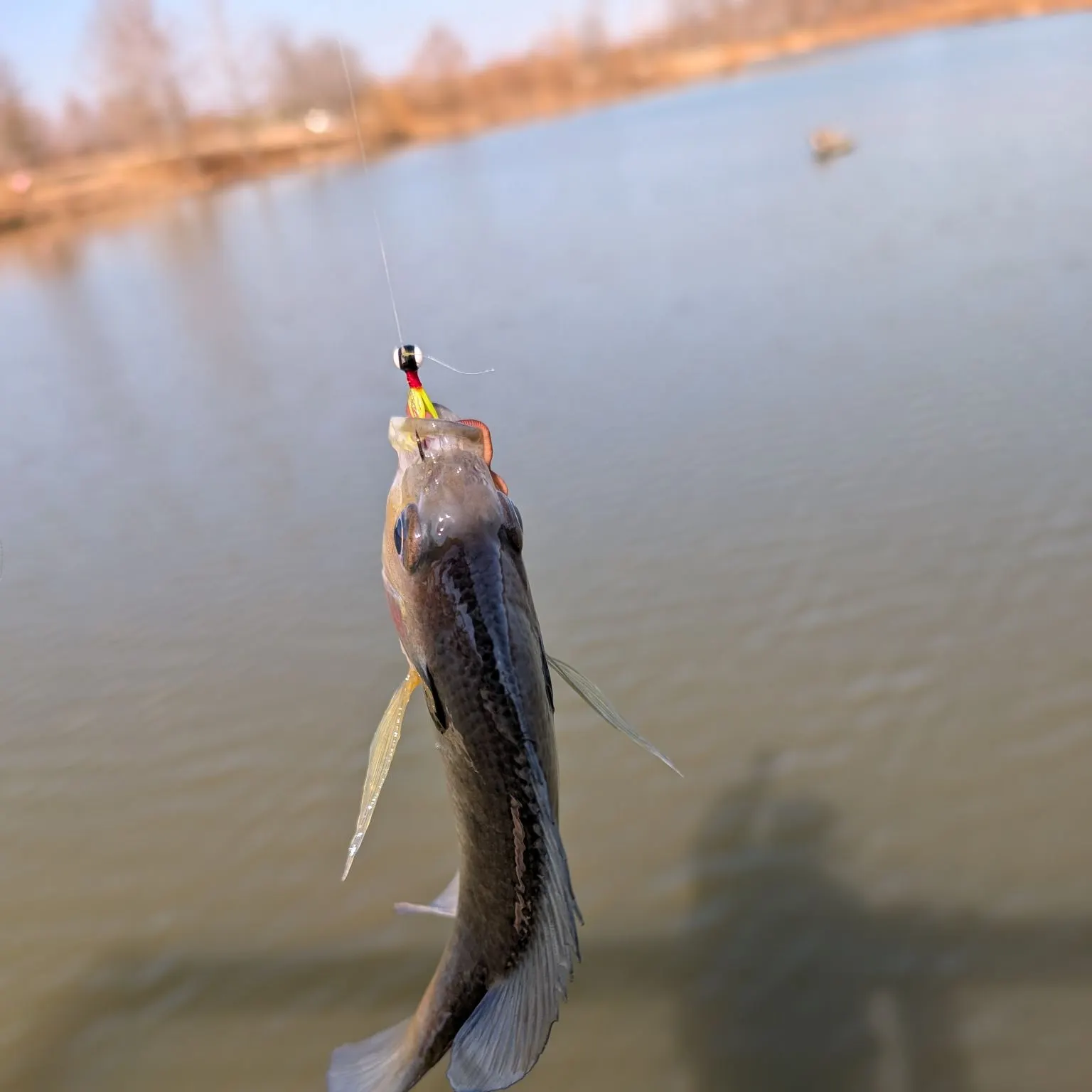 The most recent Bluegill catches on Fishbrain