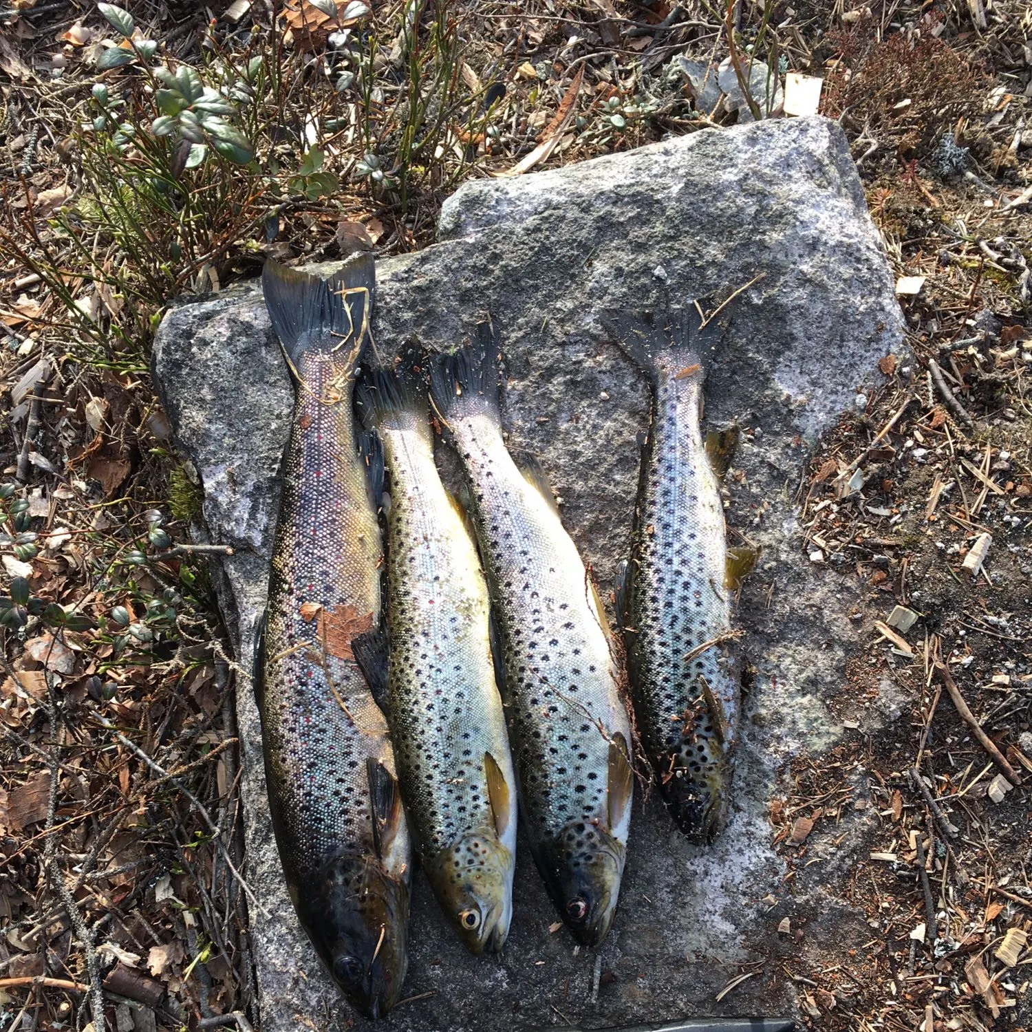 recently logged catches