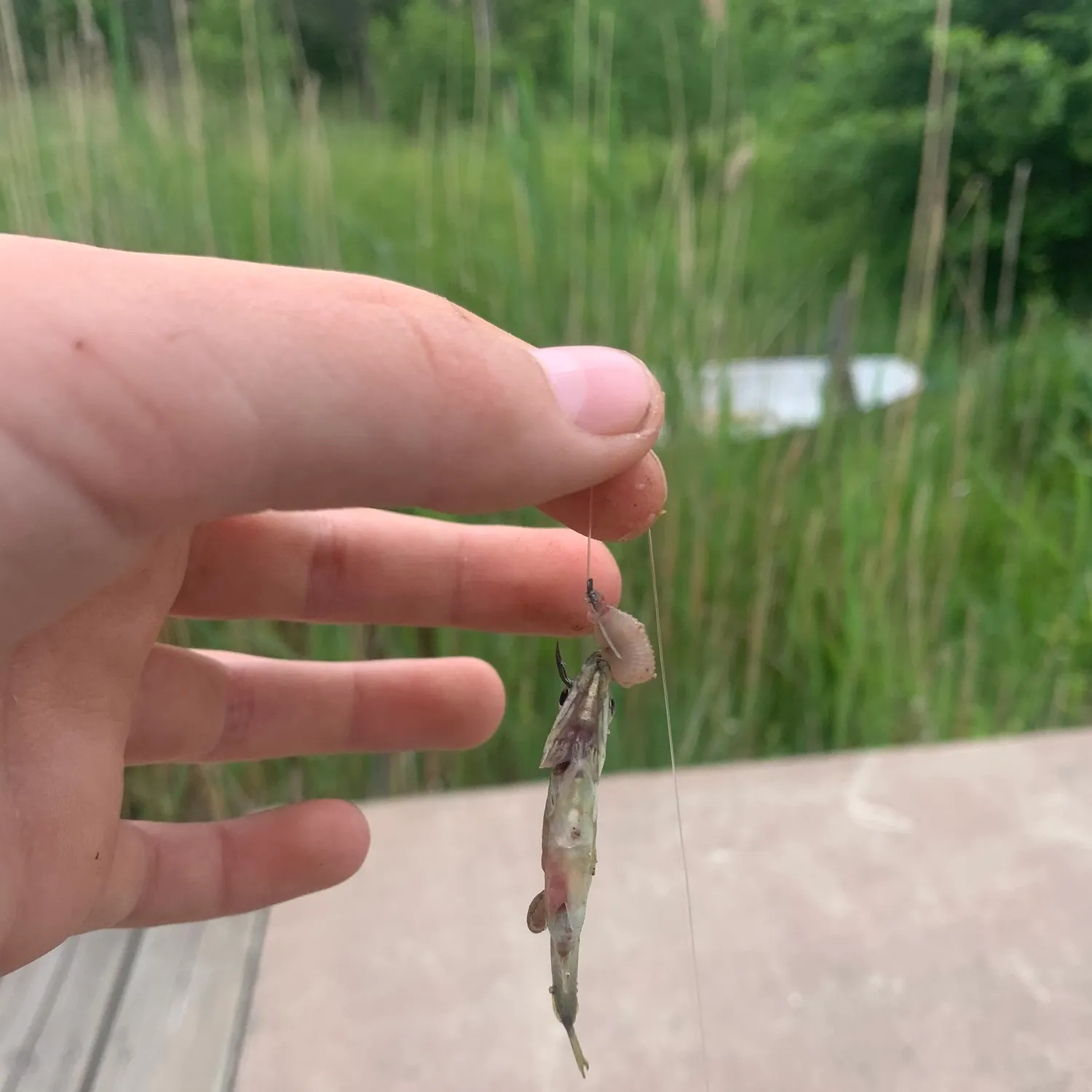 The most recent Ninespine stickleback catches on Fishbrain
