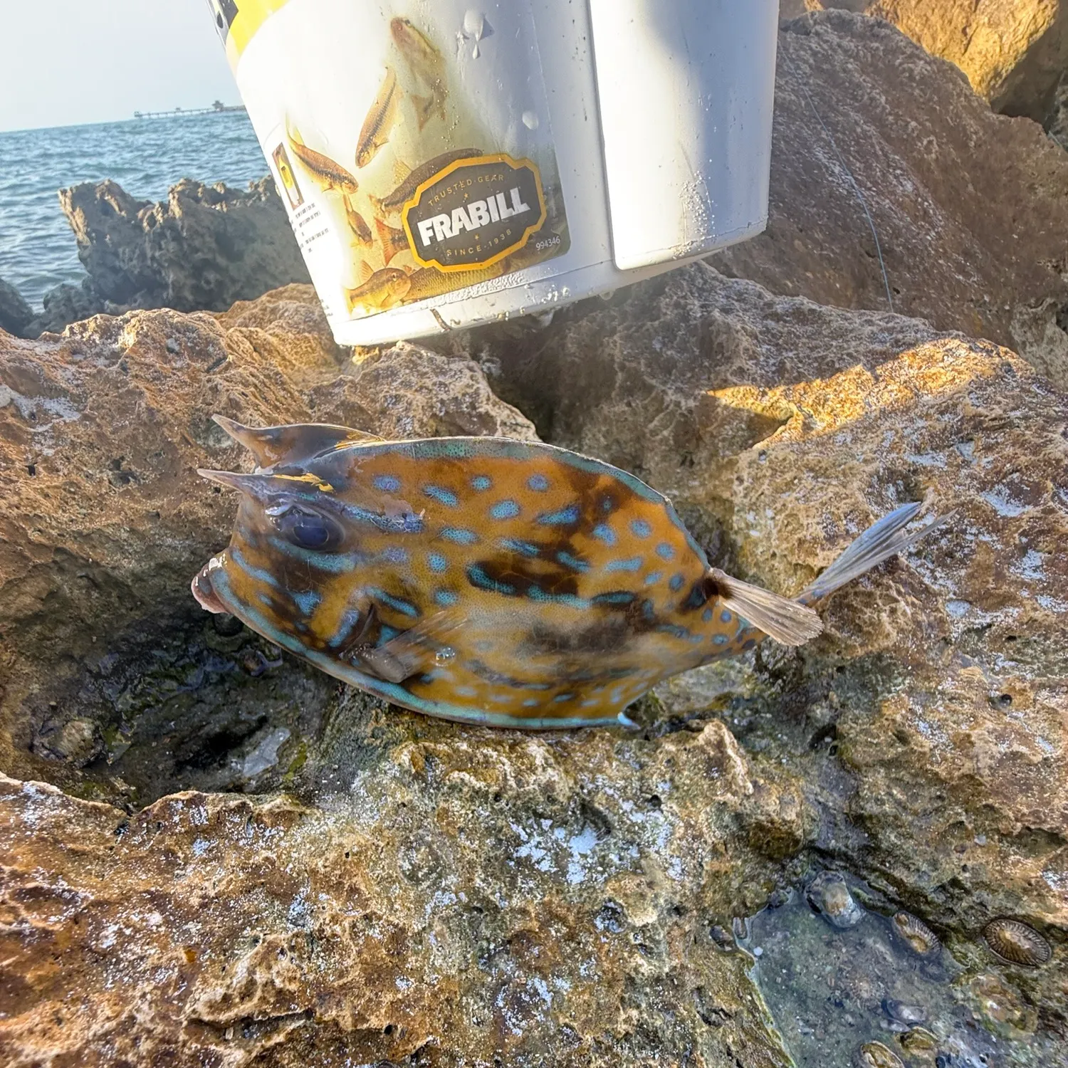 The most recent Scrawled cowfish catches on Fishbrain